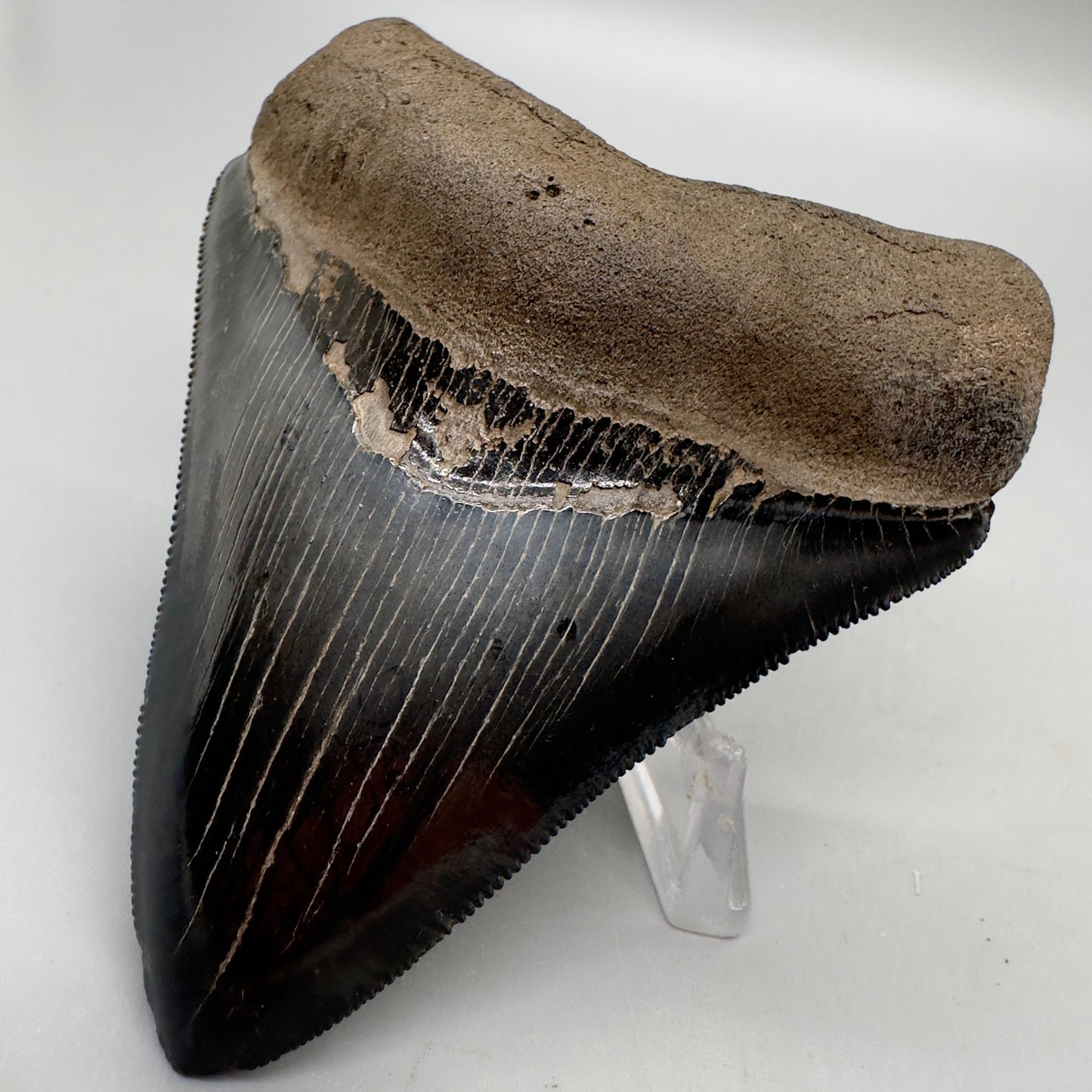Colorful, high quality 3.51" Fossil Megalodon Tooth from Georgia, USA MJ170 - Front Right
