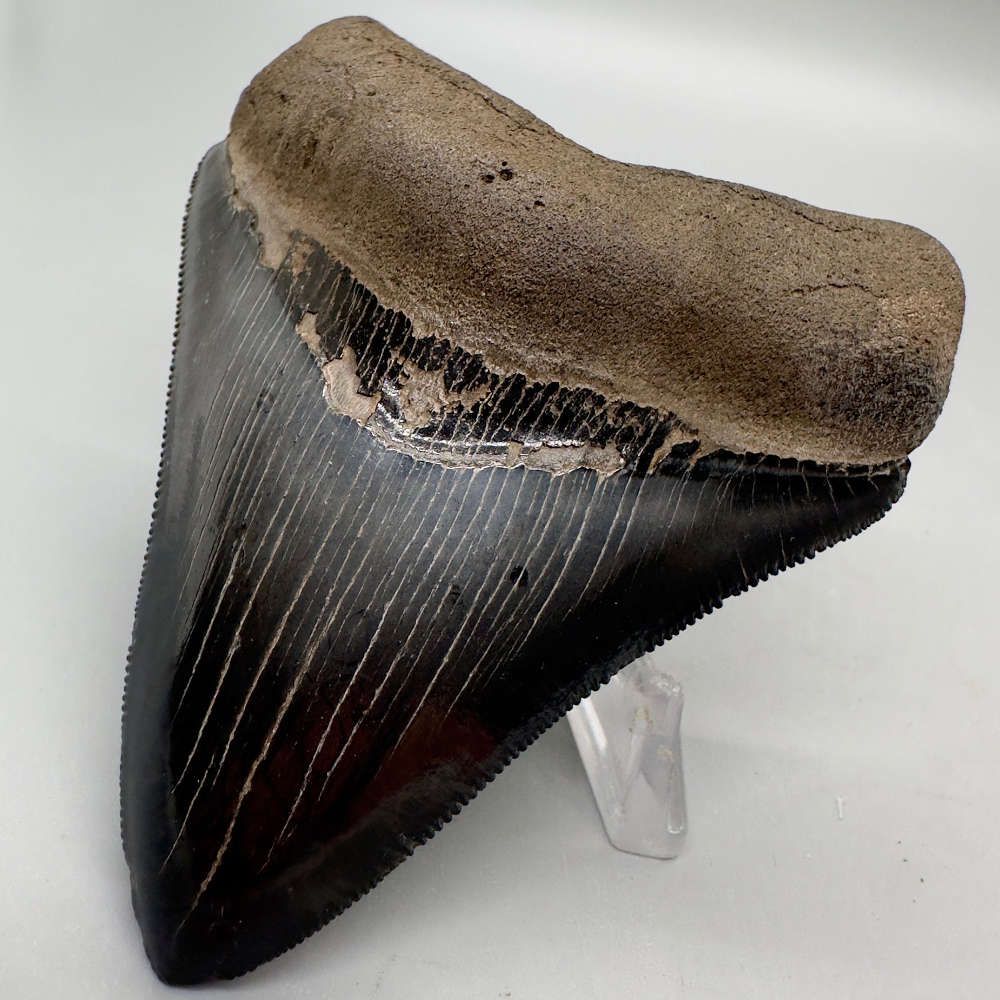 Colorful, high quality 3.51" Fossil Megalodon Tooth from Georgia, USA MJ170 - Front Right