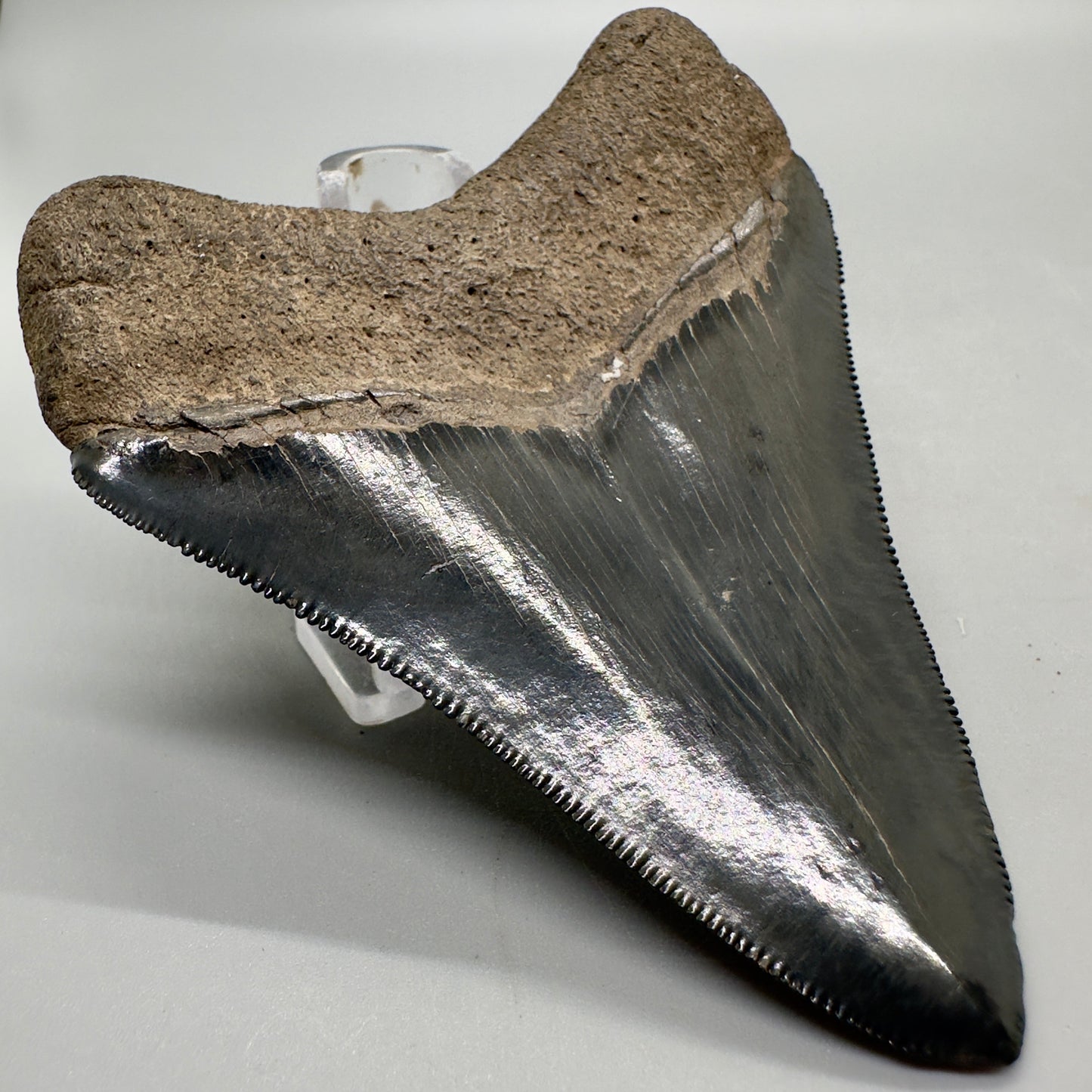 Colorful, high quality 3.51" Fossil Megalodon Tooth from Georgia, USA MJ170 - Back Left