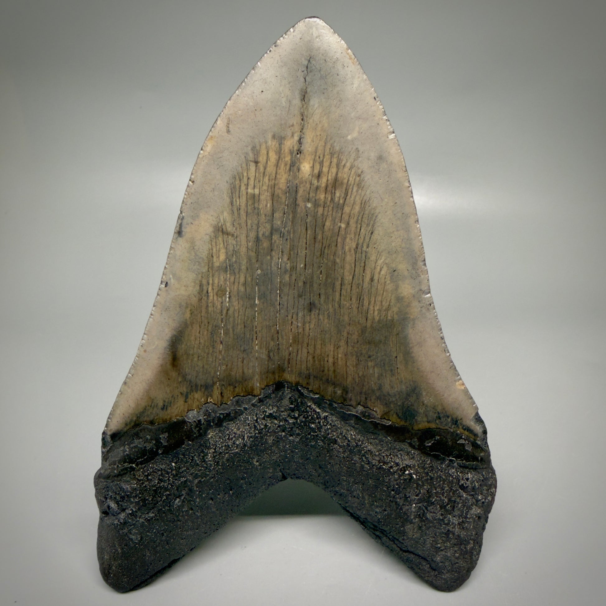 Back View Large, dark colored 6.01" Fossil Monster Megalodon Tooth - South Carolina, USA CM6173