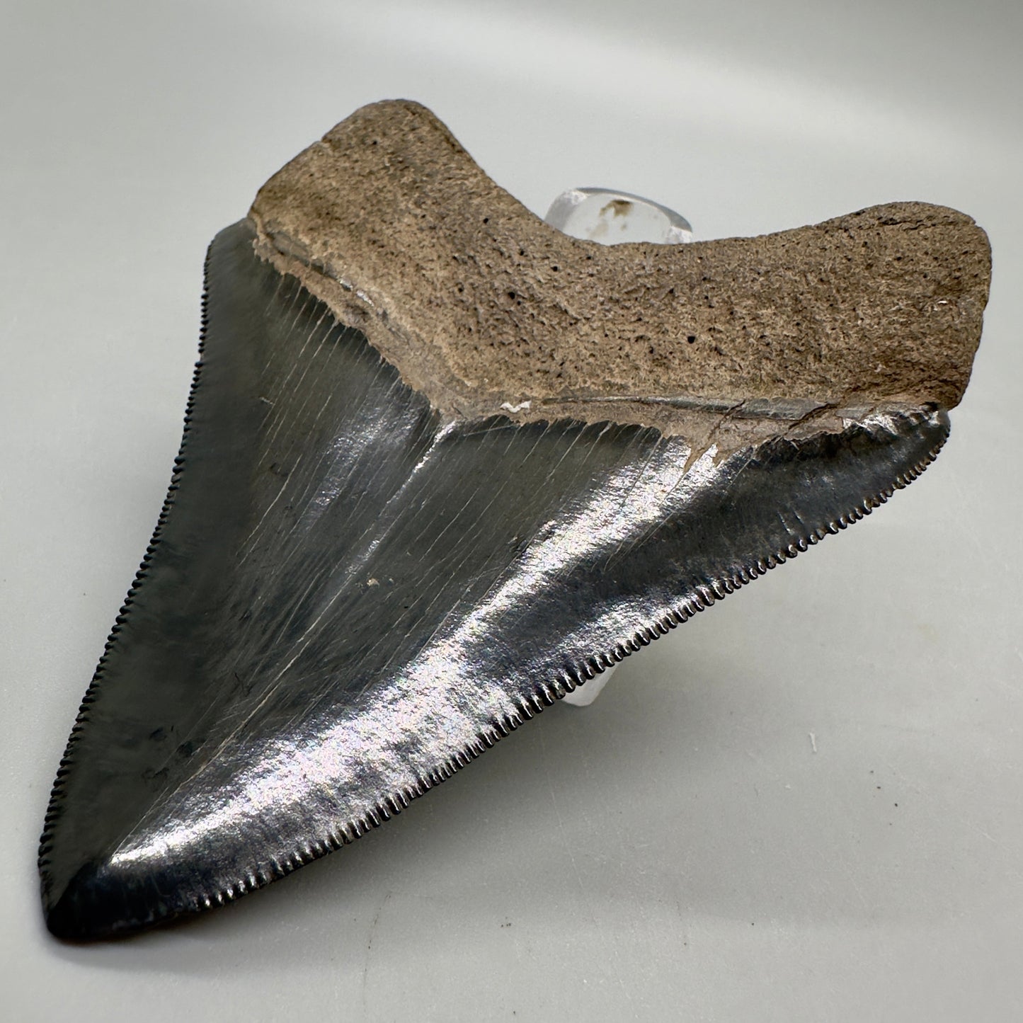 Colorful, high quality 3.51" Fossil Megalodon Tooth from Georgia, USA MJ170 - Back Right