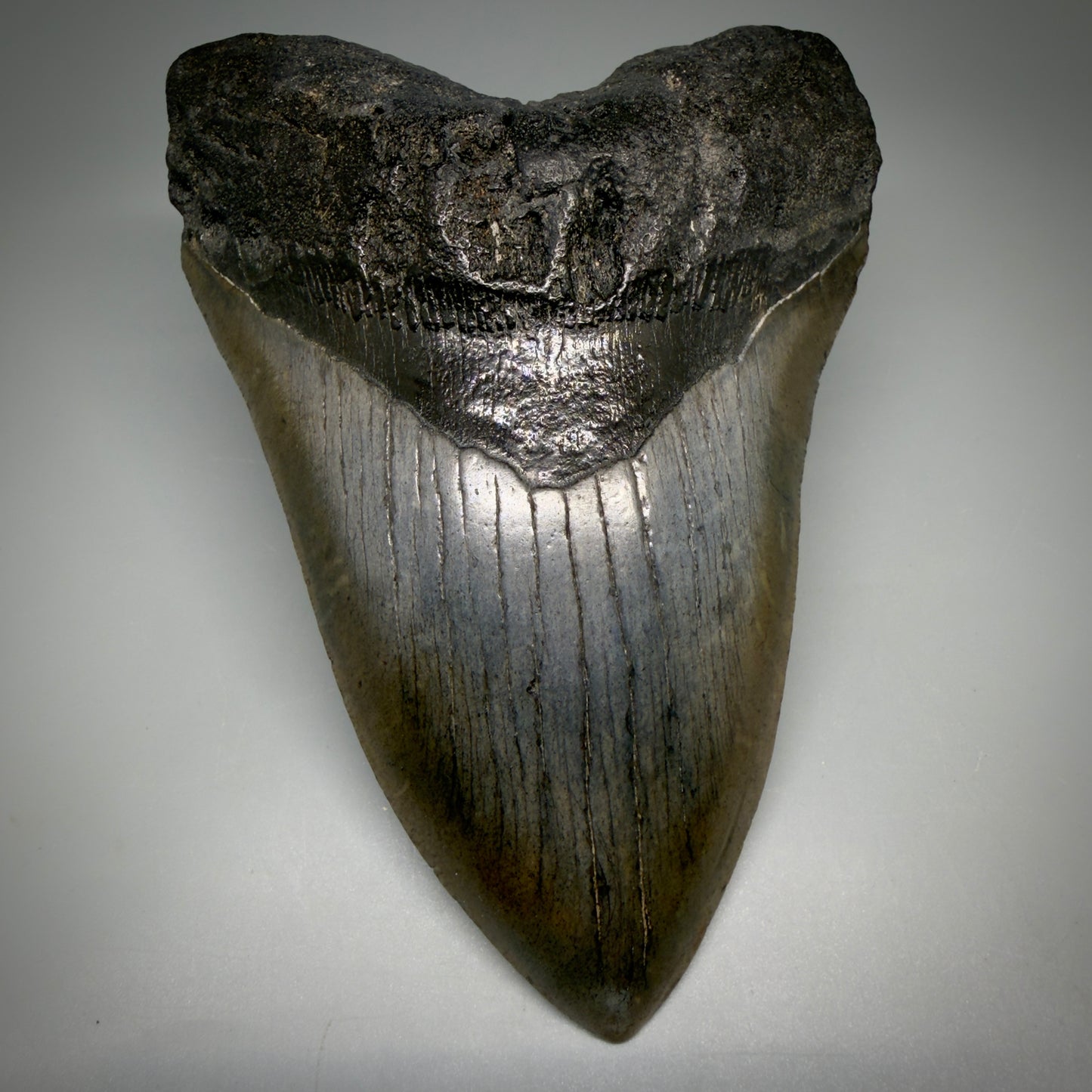 Front View Large, dark colored 6.01" Fossil Monster Megalodon Tooth - South Carolina, USA CM6173 - 1