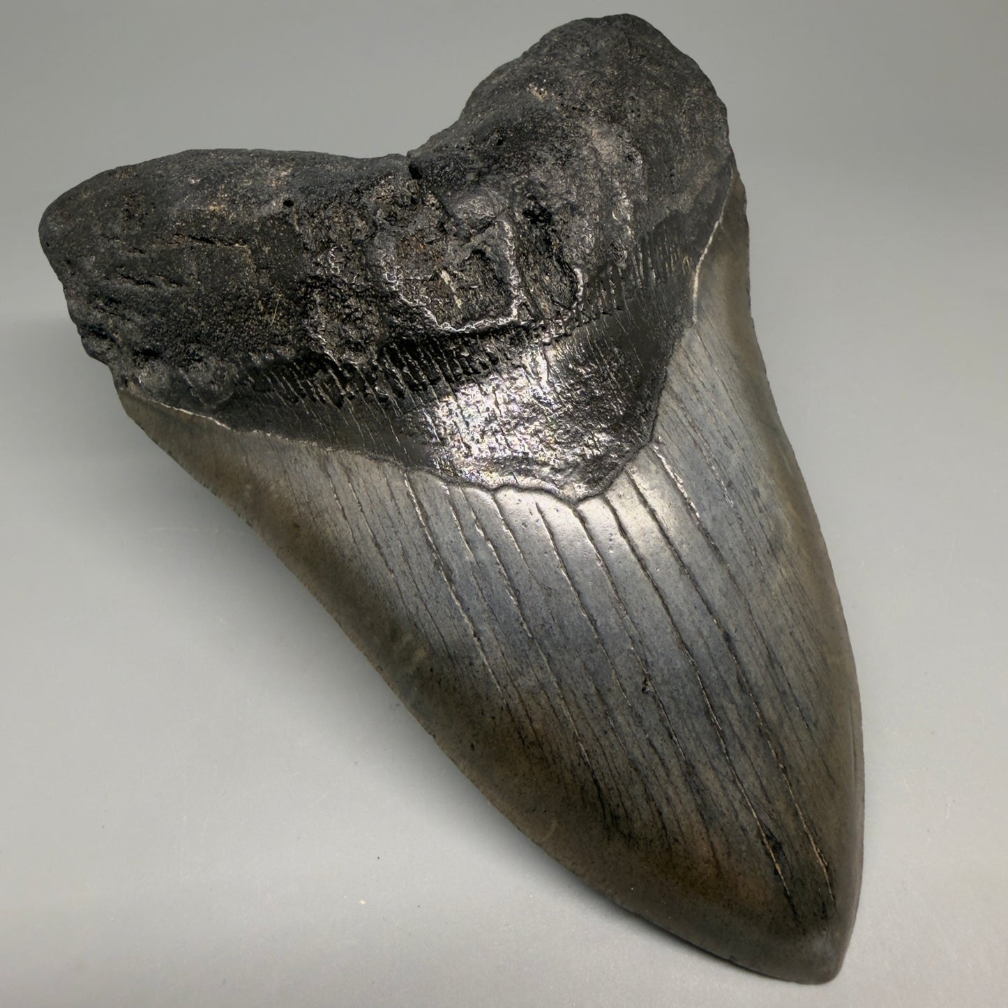 Front Left View Large, dark colored 6.01" Fossil Monster Megalodon Tooth - South Carolina, USA CM6173