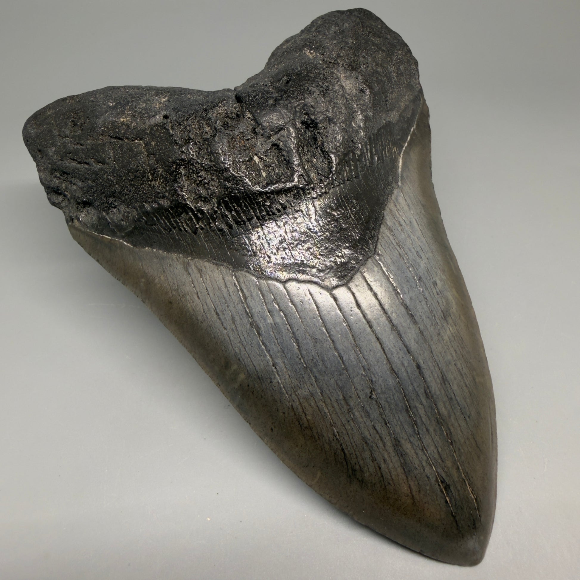 Front Left View Large, dark colored 6.01" Fossil Monster Megalodon Tooth - South Carolina, USA CM6173