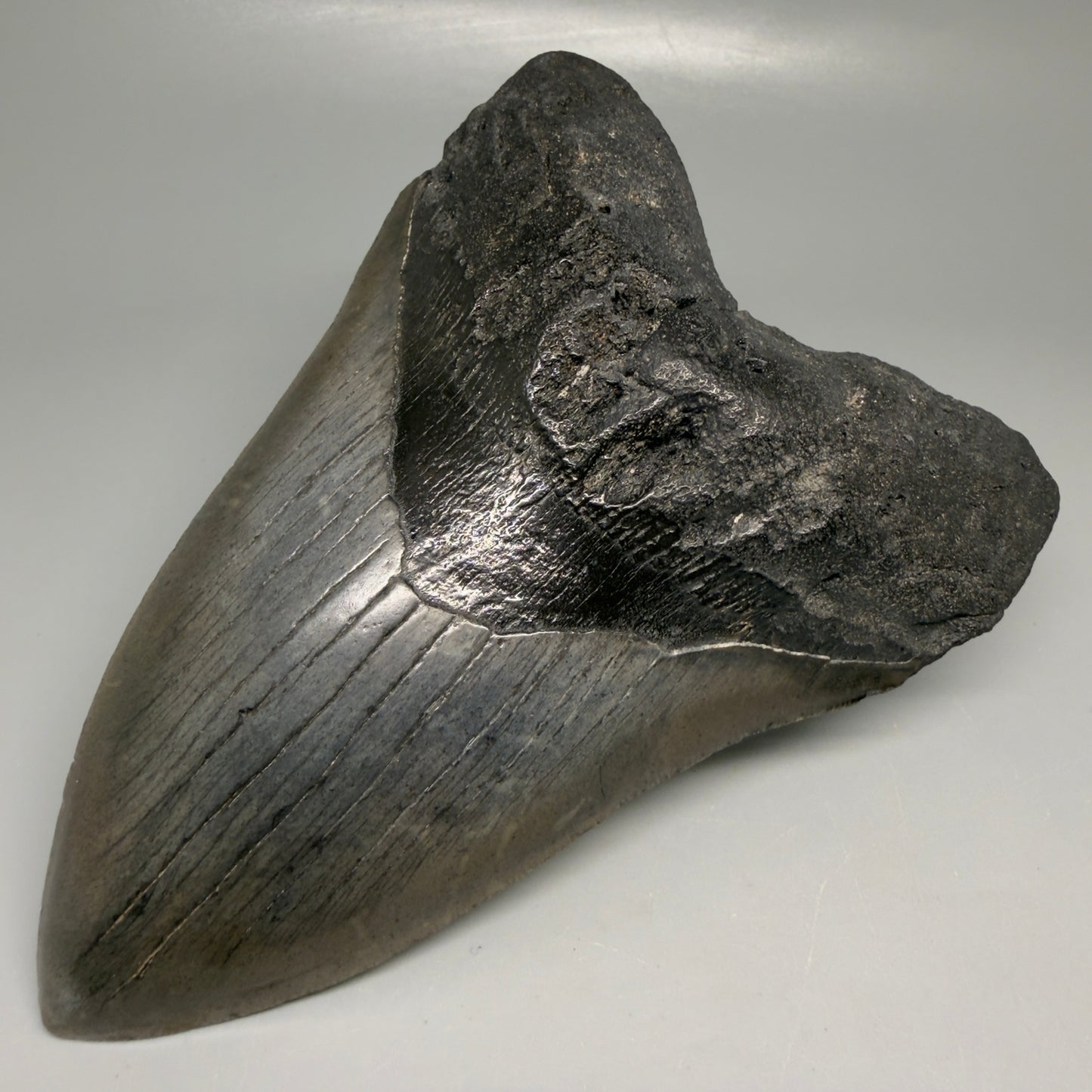 Front Right View Large, dark colored 6.01" Fossil Monster Megalodon Tooth - South Carolina, USA CM6173