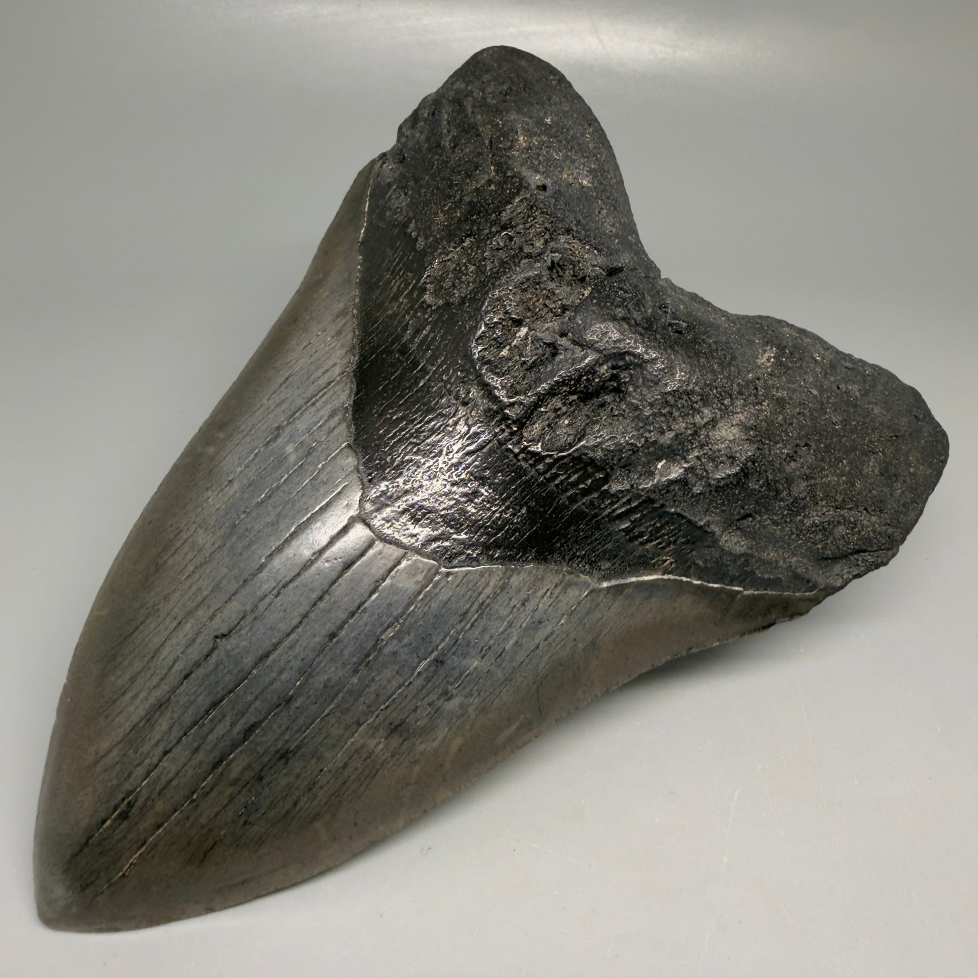 Front Right View Large, dark colored 6.01" Fossil Monster Megalodon Tooth - South Carolina, USA CM6173