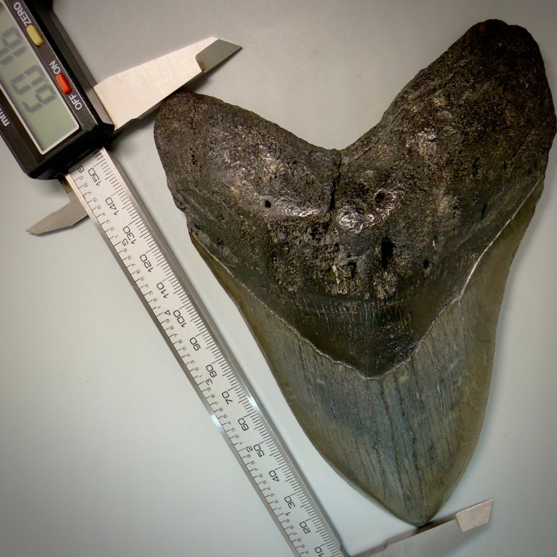 Front View in calipers Large, dark colored 6.01" Fossil Monster Megalodon Tooth - South Carolina, USA CM6173