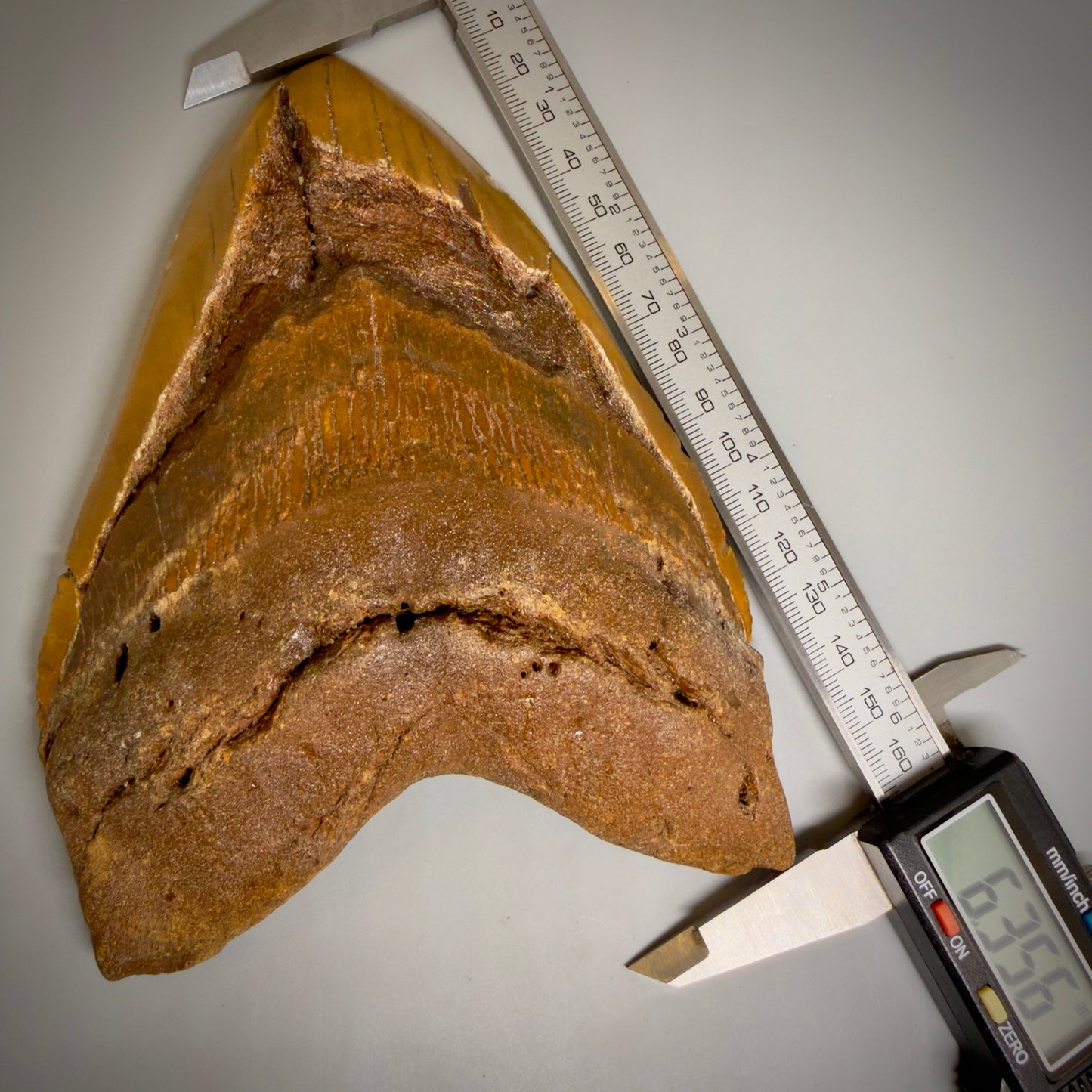 Front View in calipers 6.35" Authentic Megalodon Tooth – Extra Large, Colorful Fossil from North Carolina CM6171 