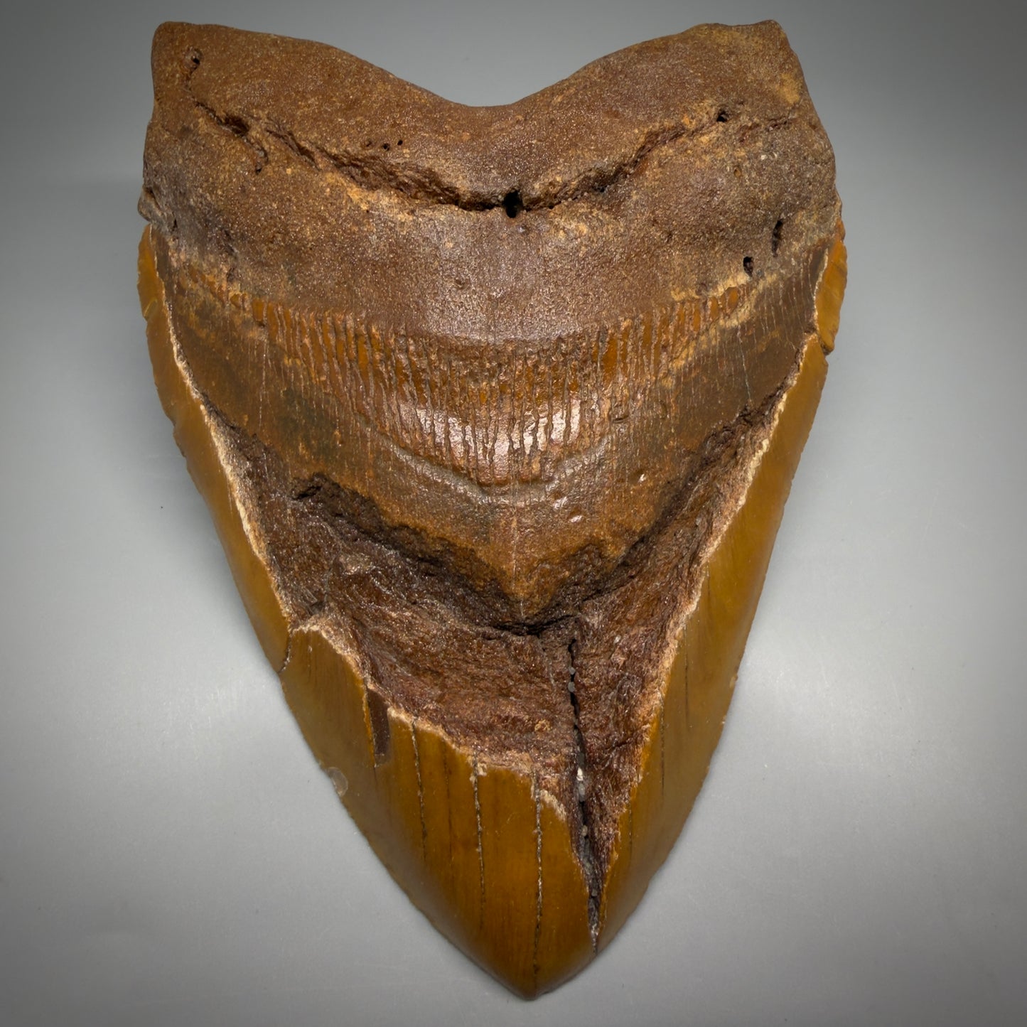 Front View 6.35" Authentic Megalodon Tooth – Extra Large, Colorful Fossil from North Carolina CM6171 - 1