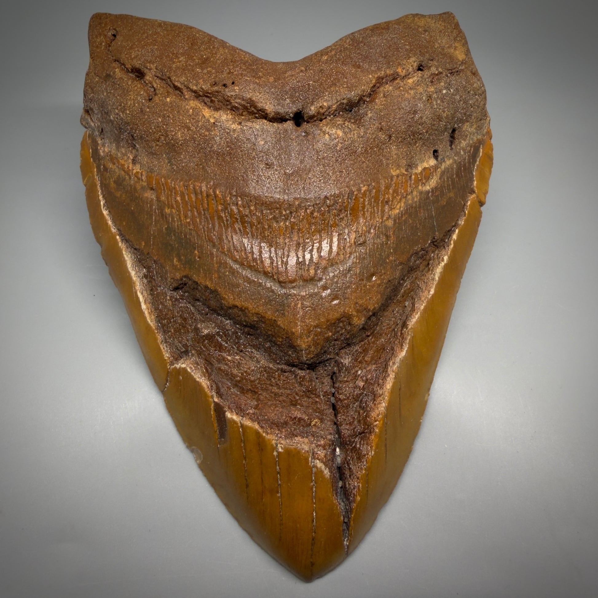 Front View 6.35" Authentic Megalodon Tooth – Extra Large, Colorful Fossil from North Carolina CM6171 - 1