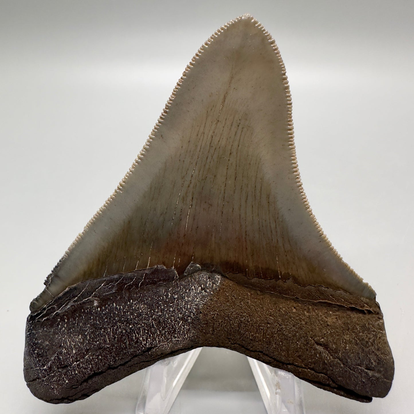 Back View Colorful, high quality lateral 3.36" Fossil Megalodon Tooth from Georgia, USA MJ169