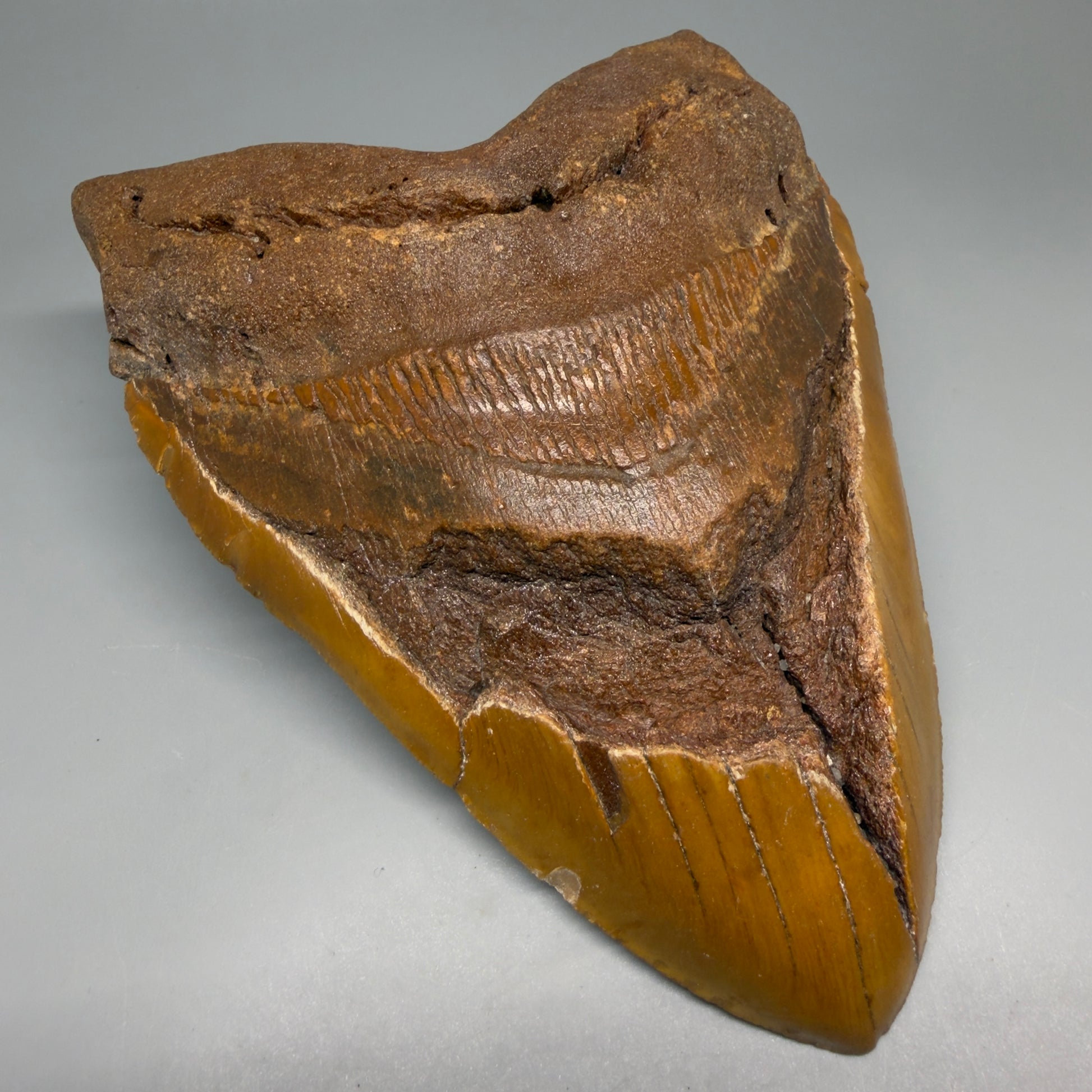 Front Left View 6.35" Authentic Megalodon Tooth – Extra Large, Colorful Fossil from North Carolina CM6171