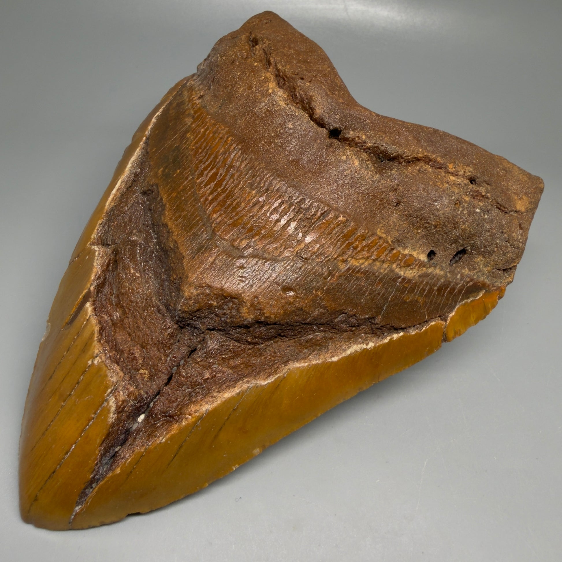 Front Right View 6.35" Authentic Megalodon Tooth – Extra Large, Colorful Fossil from North Carolina CM6171