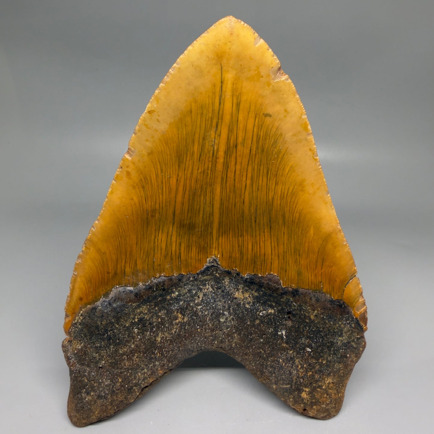 Back View 6.35" Authentic Megalodon Tooth – Extra Large, Colorful Fossil from North Carolina CM6171