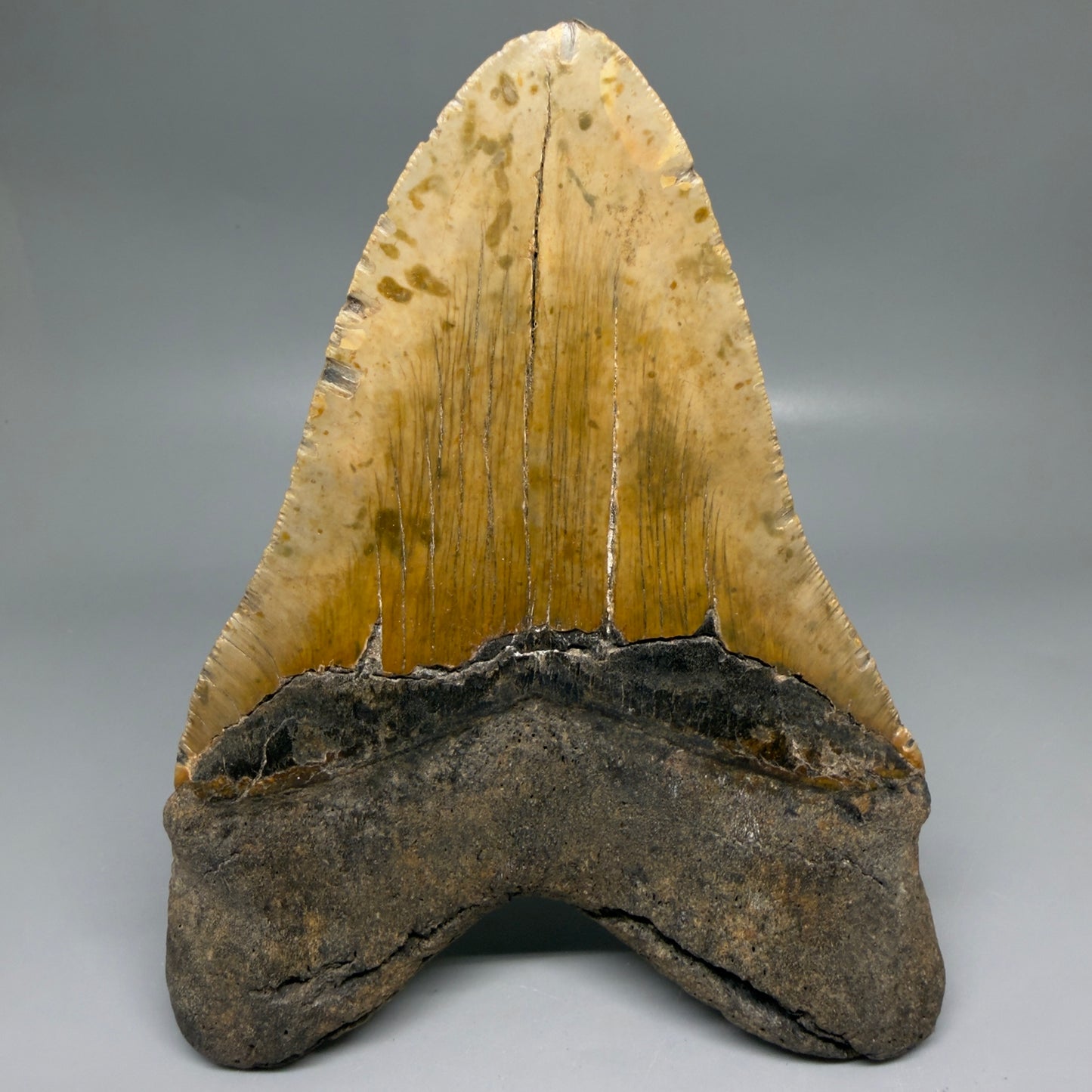 Back View 6.13" Authentic Megalodon Tooth – Extra Large, Collector's Quality Fossil from North Carolina CM6169