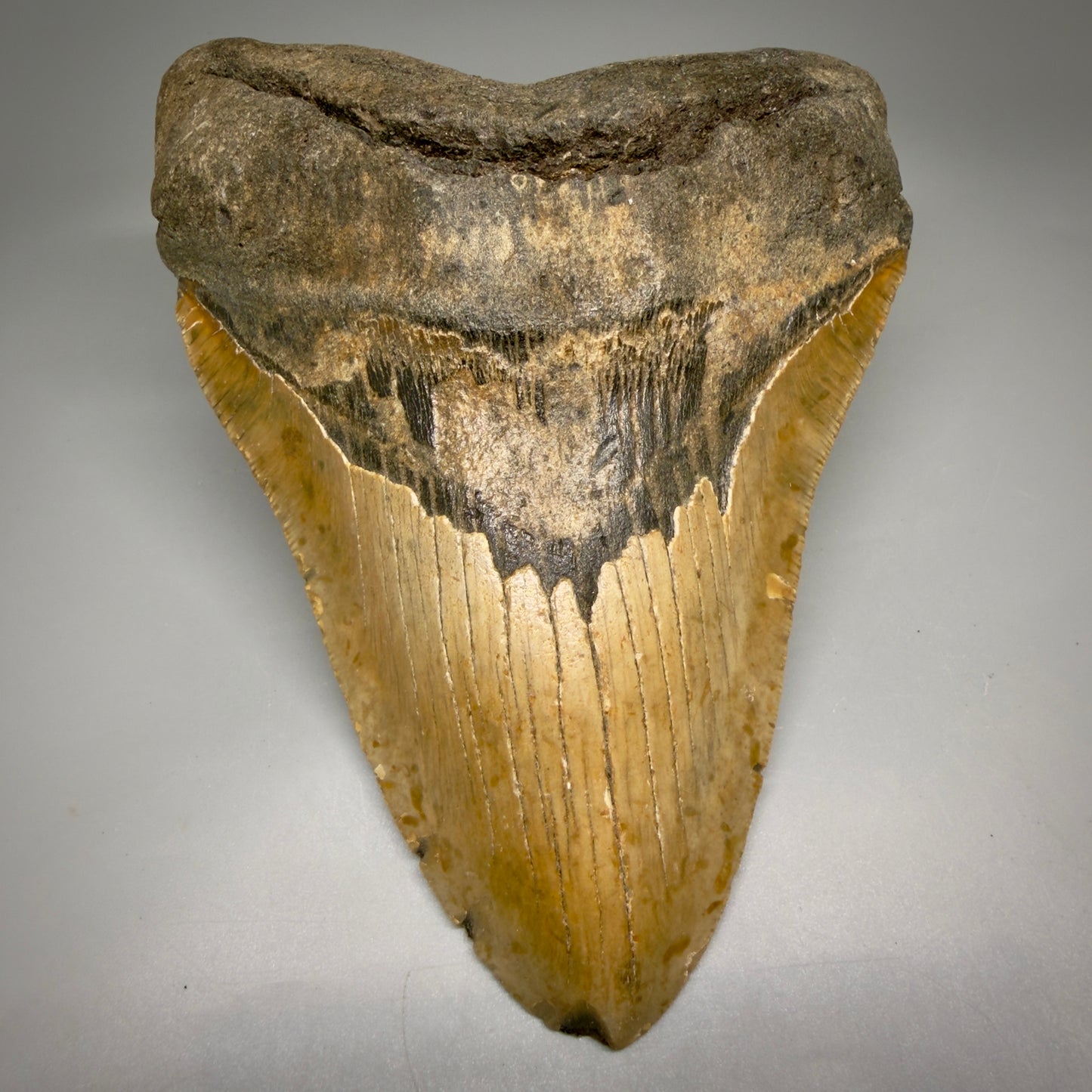 Front View 6.13" Authentic Megalodon Tooth – Extra Large, Collector's Quality Fossil from North Carolina CM6169 - 1