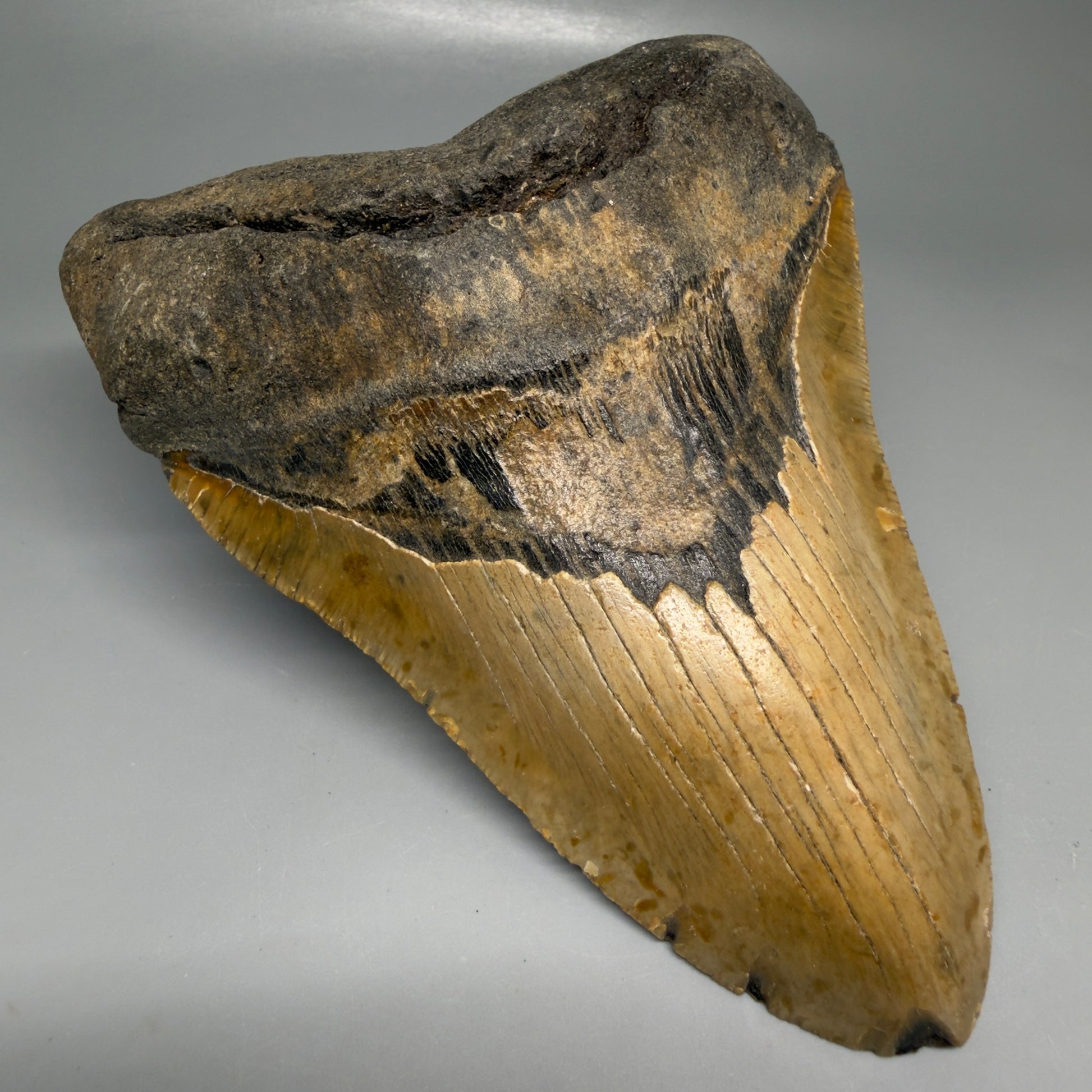 Front Left View 6.13" Authentic Megalodon Tooth – Extra Large, Collector's Quality Fossil from North Carolina CM6169