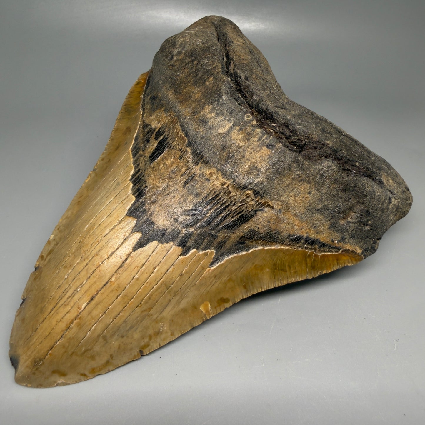 Front Right View 6.13" Authentic Megalodon Tooth – Extra Large, Collector's Quality Fossil from North Carolina CM6169
