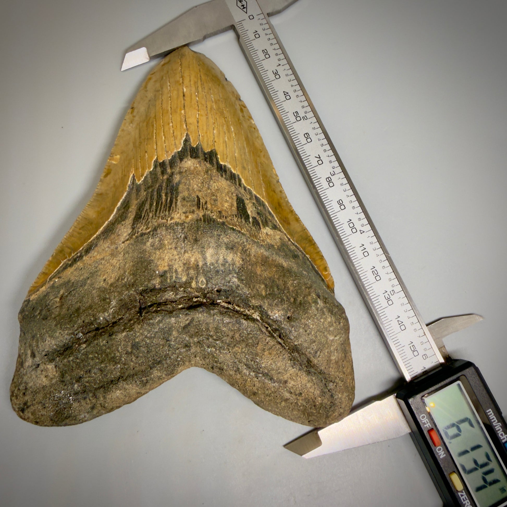Front View in calipers 6.13" Authentic Megalodon Tooth – Extra Large, Collector's Quality Fossil from North Carolina CM6169