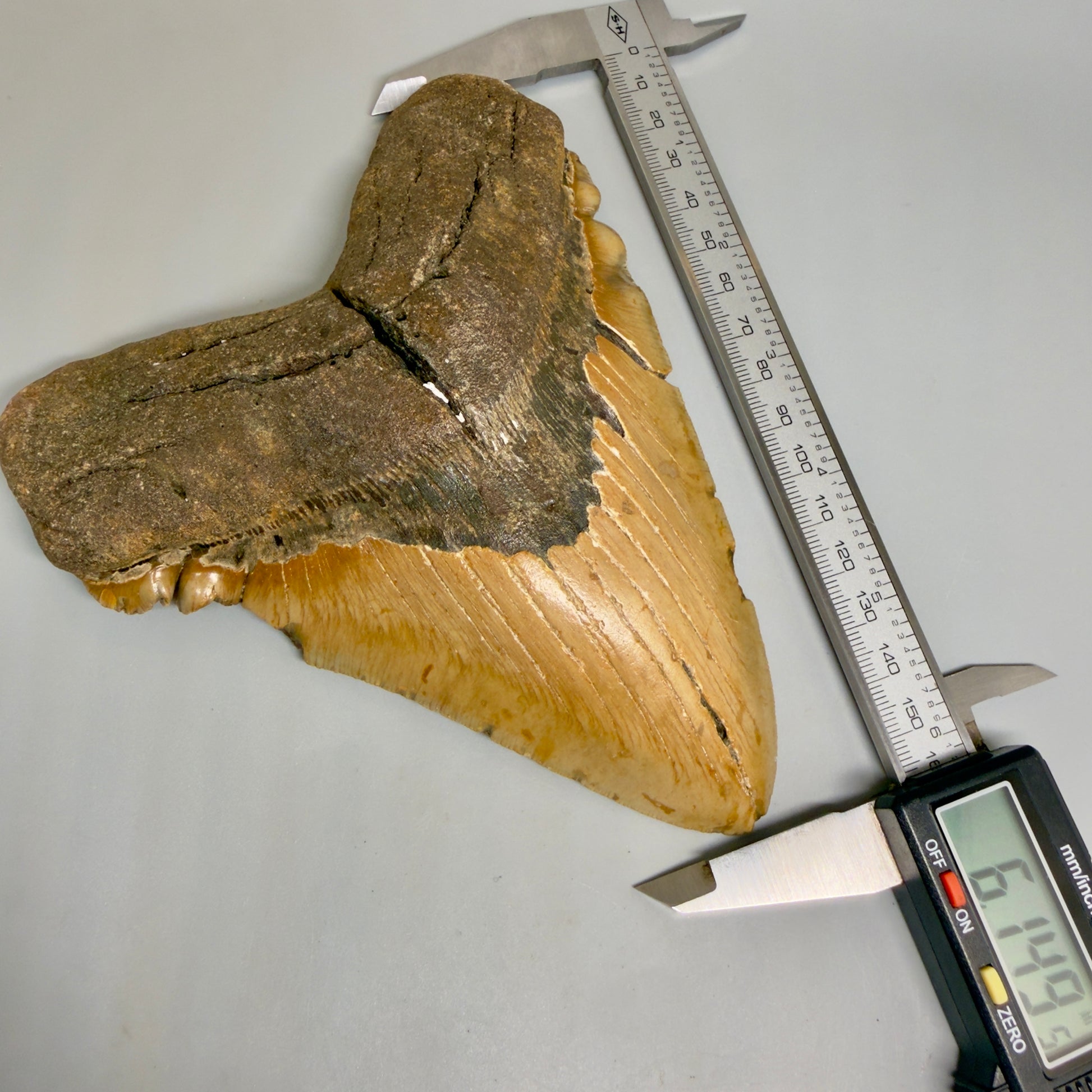 Front View in calipers 6.14" Authentic Megalodon Tooth – Extra Large, Colorful Fossil from North Carolina CM6170