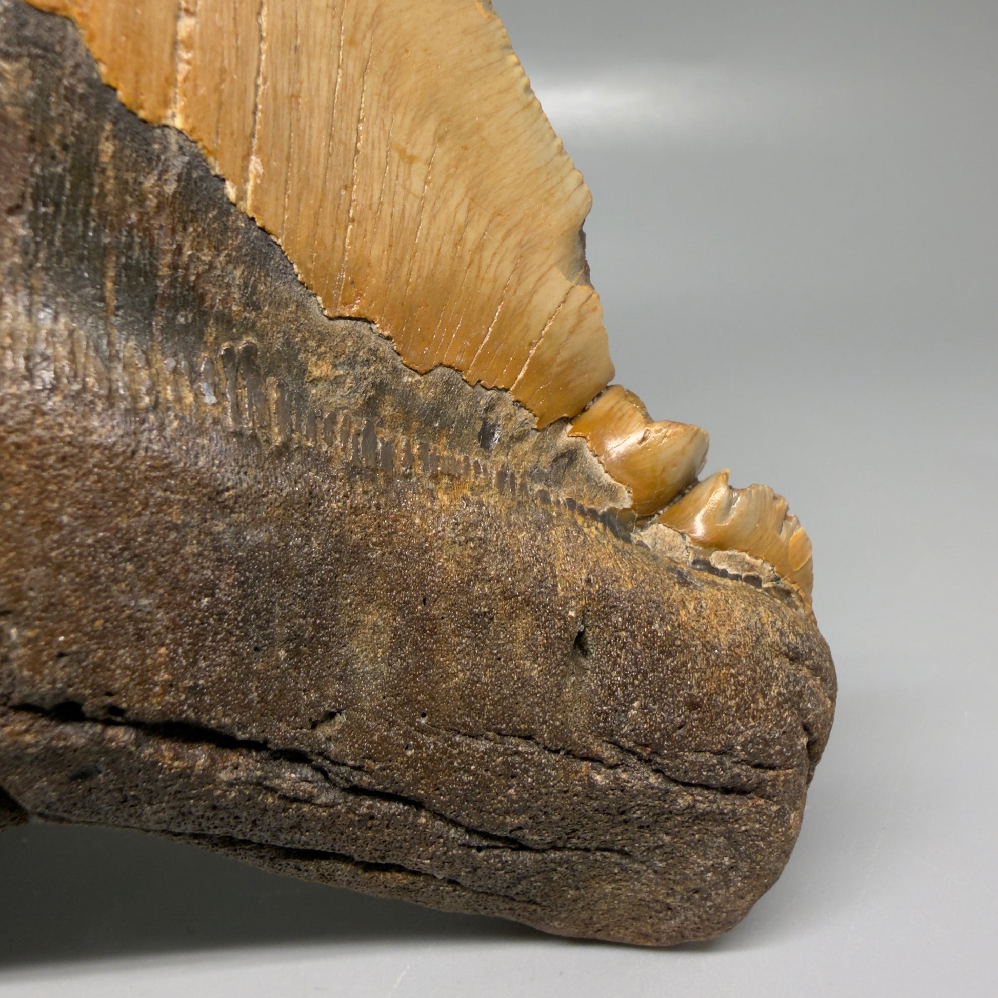 Ripples detail 6.14" Authentic Megalodon Tooth – Extra Large, Colorful Fossil from North Carolina CM6170