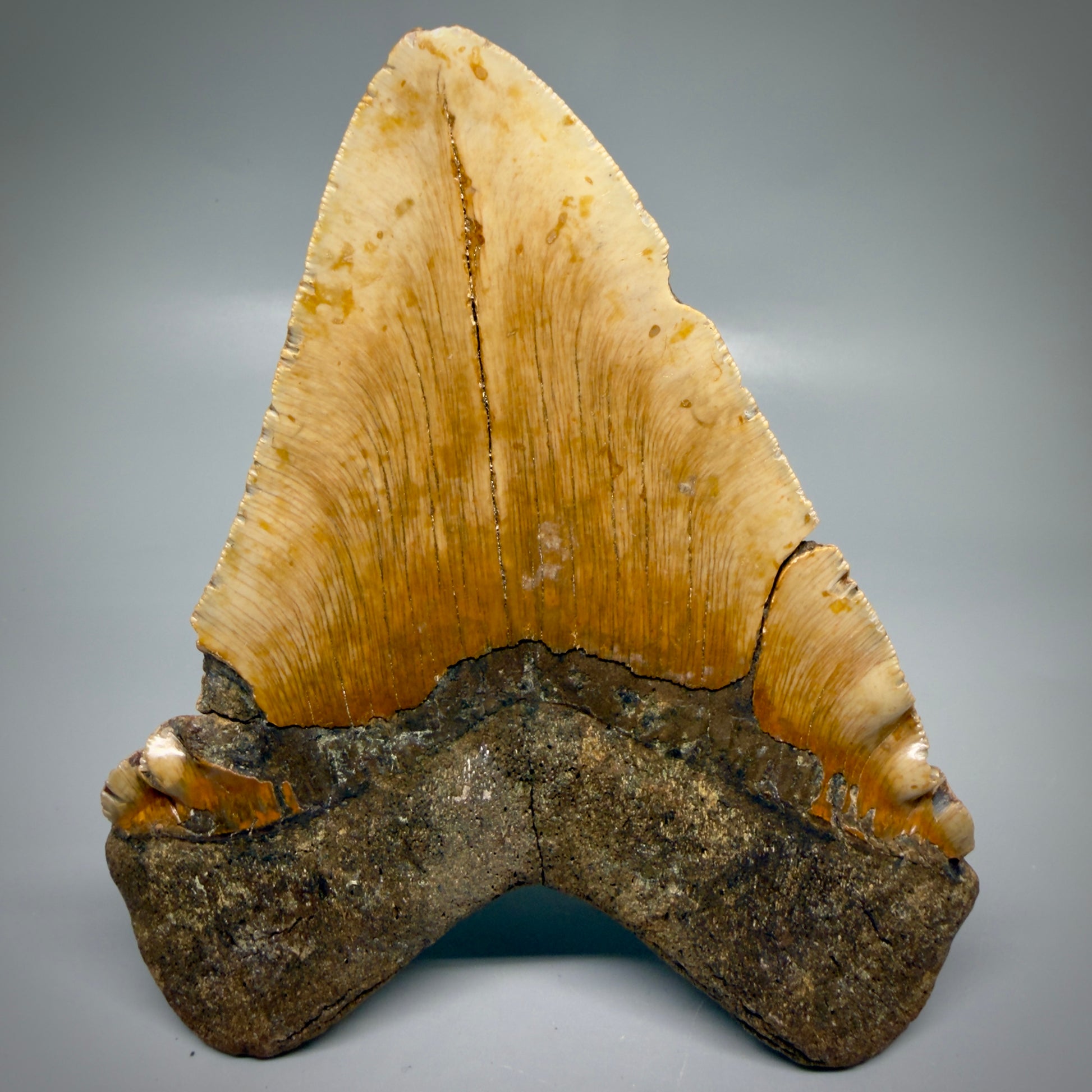 Back View 6.14" Authentic Megalodon Tooth – Extra Large, Colorful Fossil from North Carolina CM6170