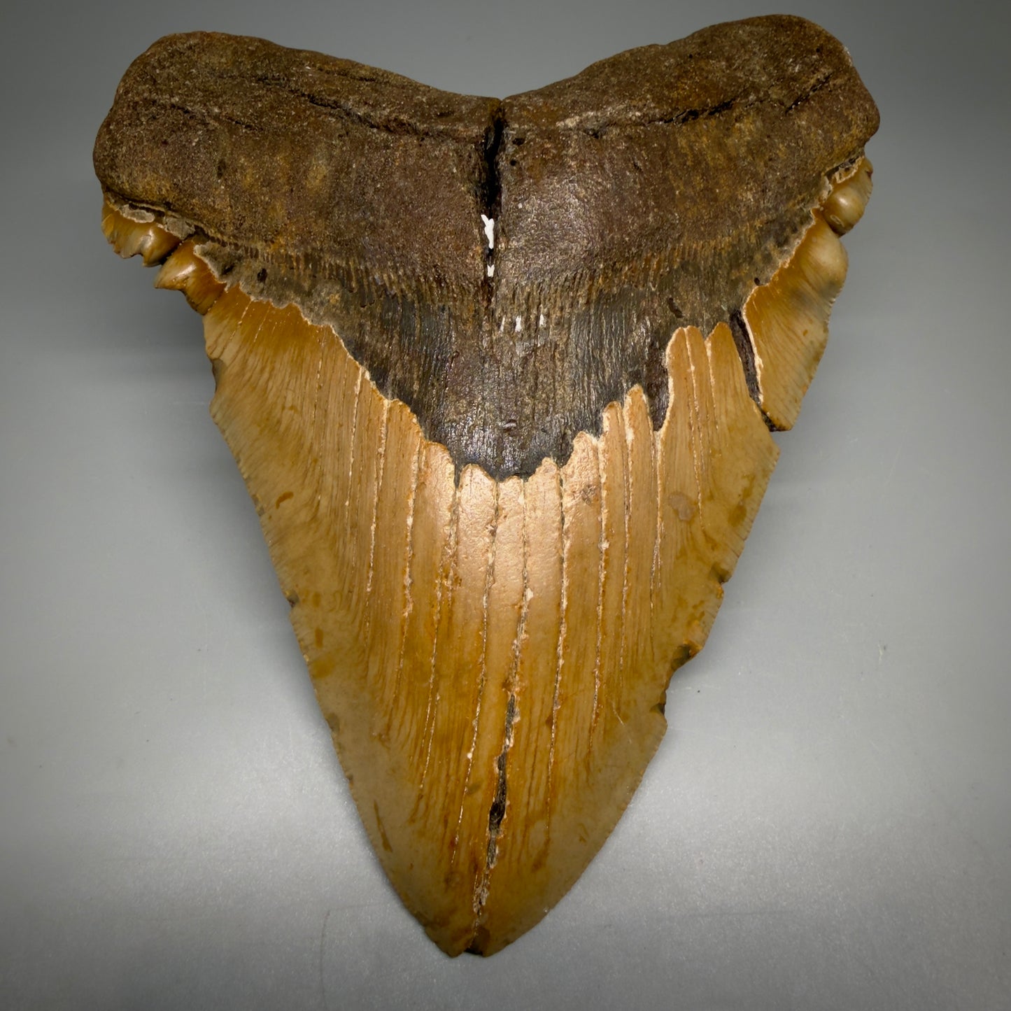 Front View 6.14" Authentic Megalodon Tooth – Extra Large, Colorful Fossil from North Carolina CM6170 - 1