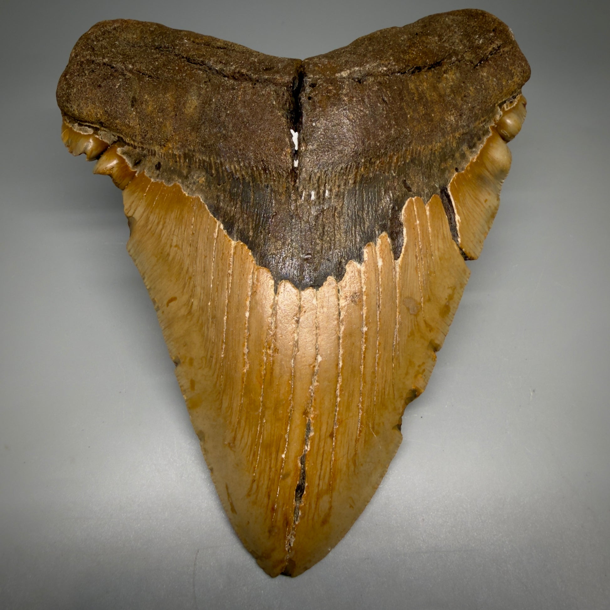 Front View 6.14" Authentic Megalodon Tooth – Extra Large, Colorful Fossil from North Carolina CM6170 - 1