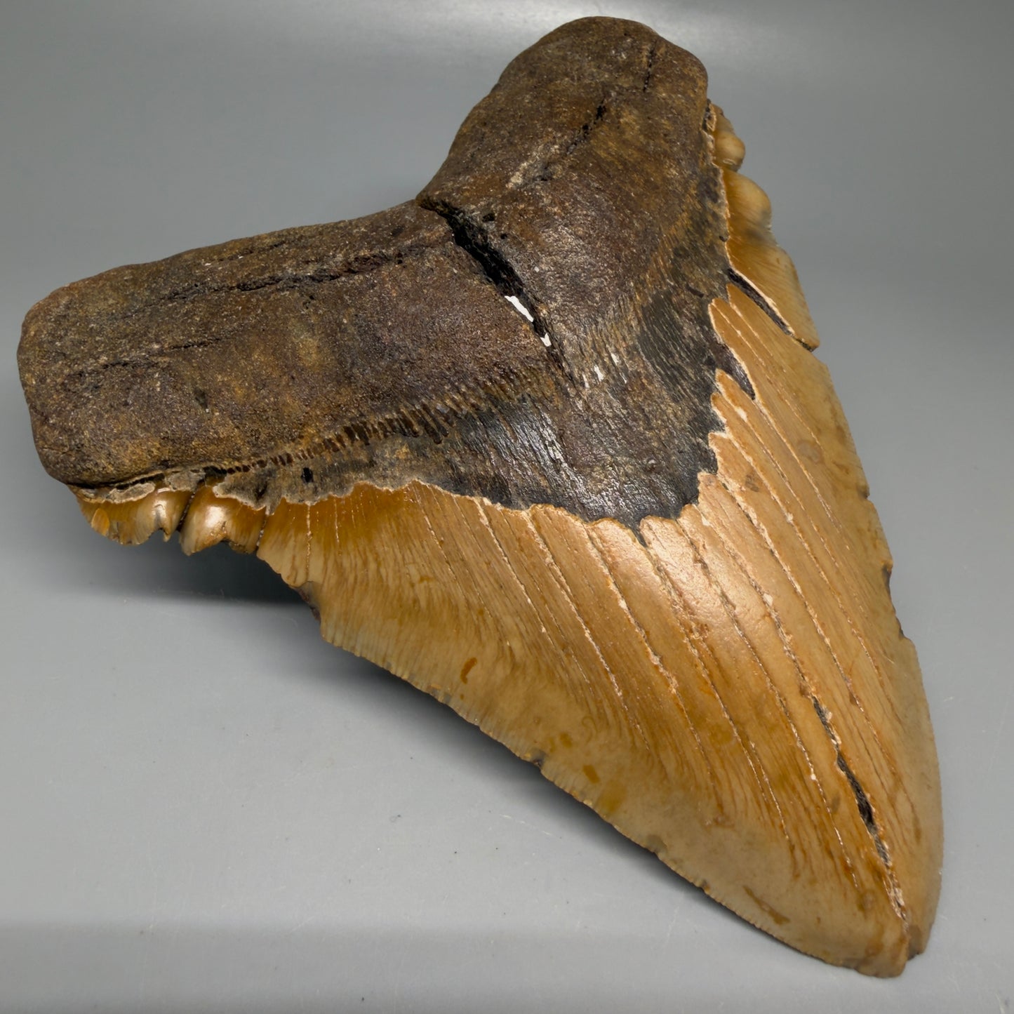 Front Left View 6.14" Authentic Megalodon Tooth – Extra Large, Colorful Fossil from North Carolina CM6170
