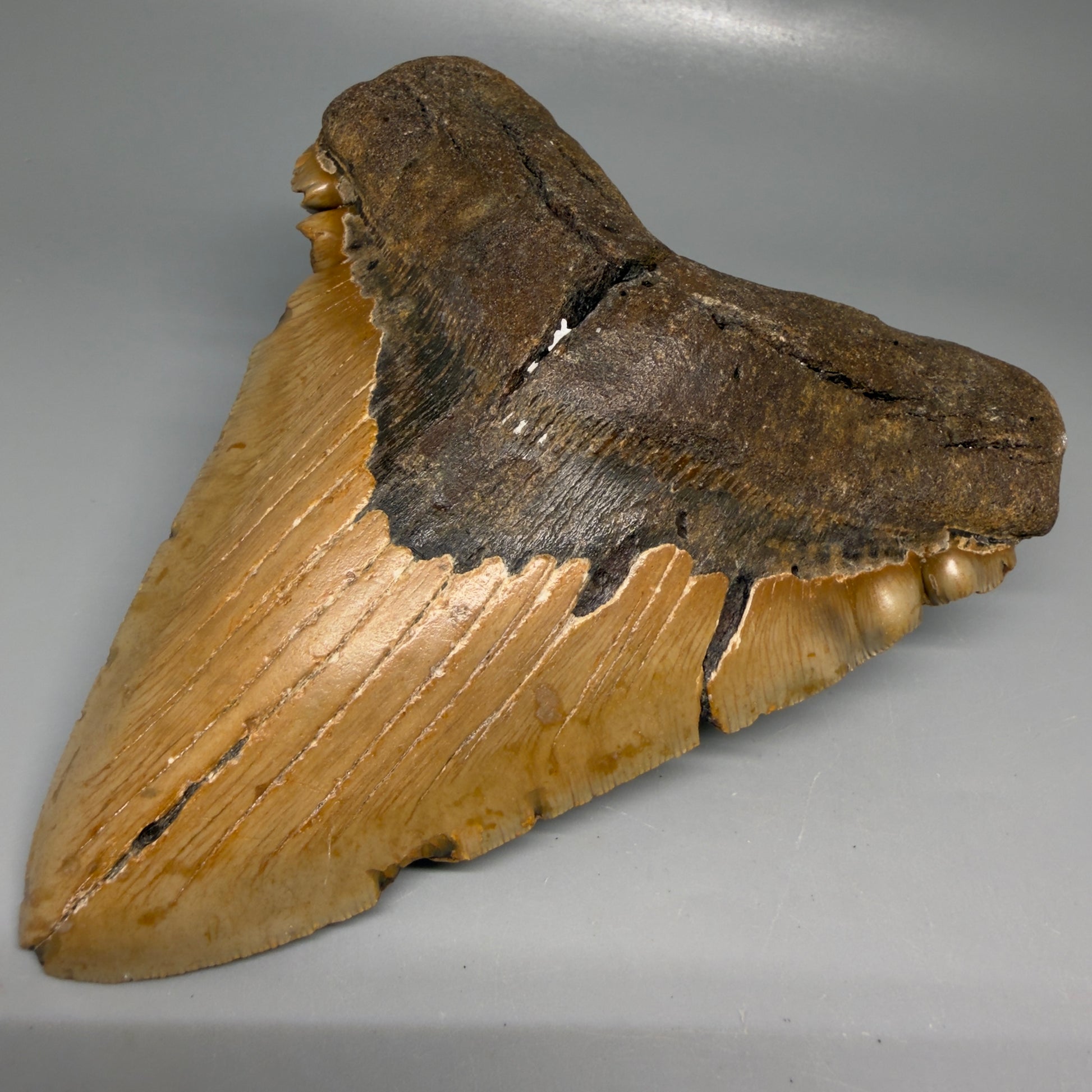 Front Right View 6.14" Authentic Megalodon Tooth – Extra Large, Colorful Fossil from North Carolina CM6170