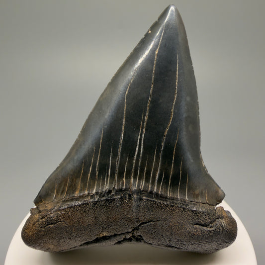 HUGE, XL 3.00" Fossil Extinct Mako - Isurus hastalis Shark Tooth from South Carolina