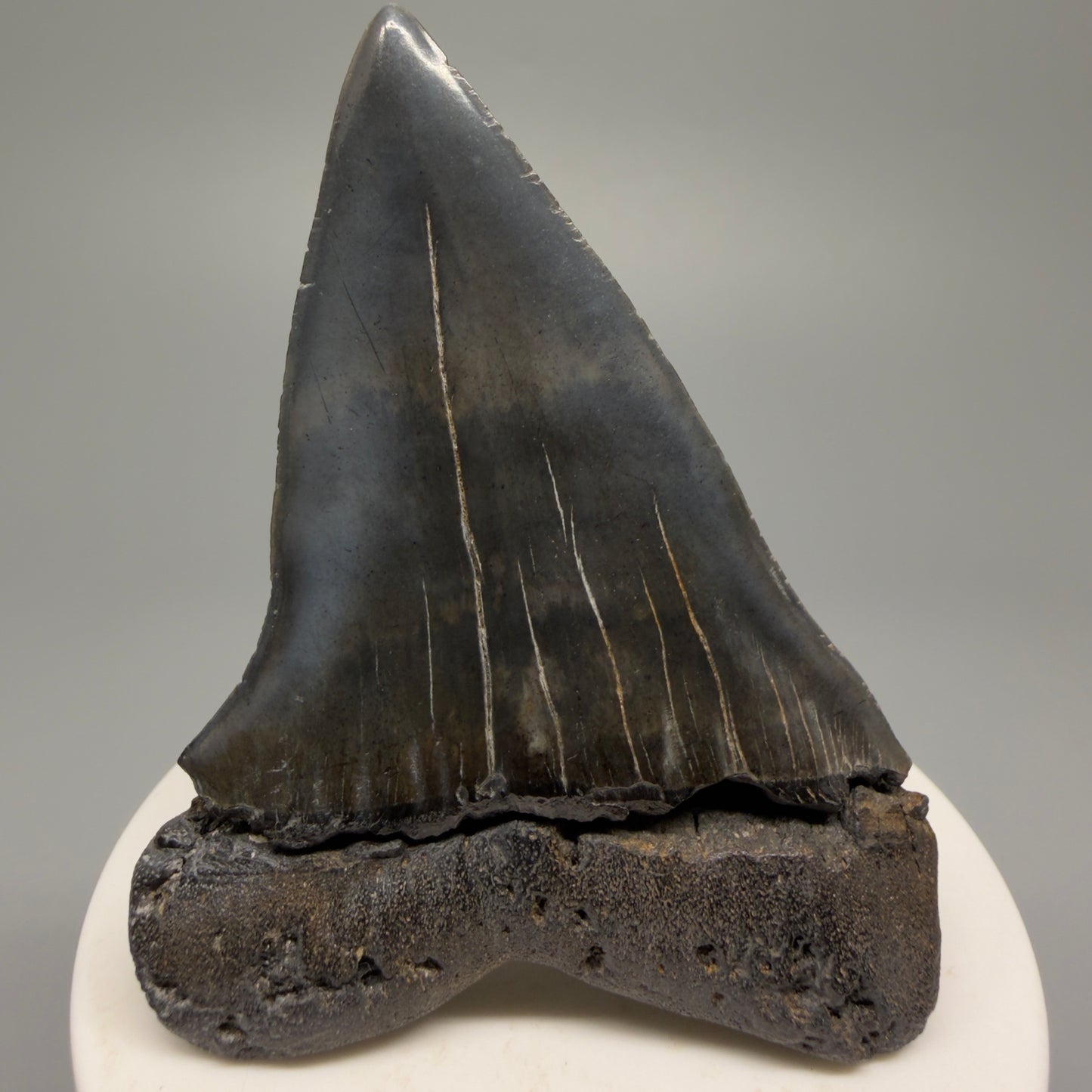 HUGE, XL 3.00" Fossil Extinct Mako - Isurus hastalis Shark Tooth from South Carolina