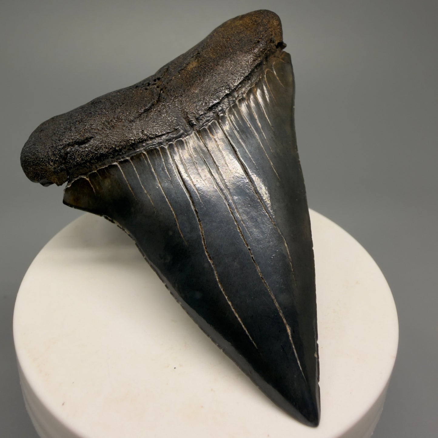 HUGE, XL 3.00" Fossil Extinct Mako - Isurus hastalis Shark Tooth from South Carolina