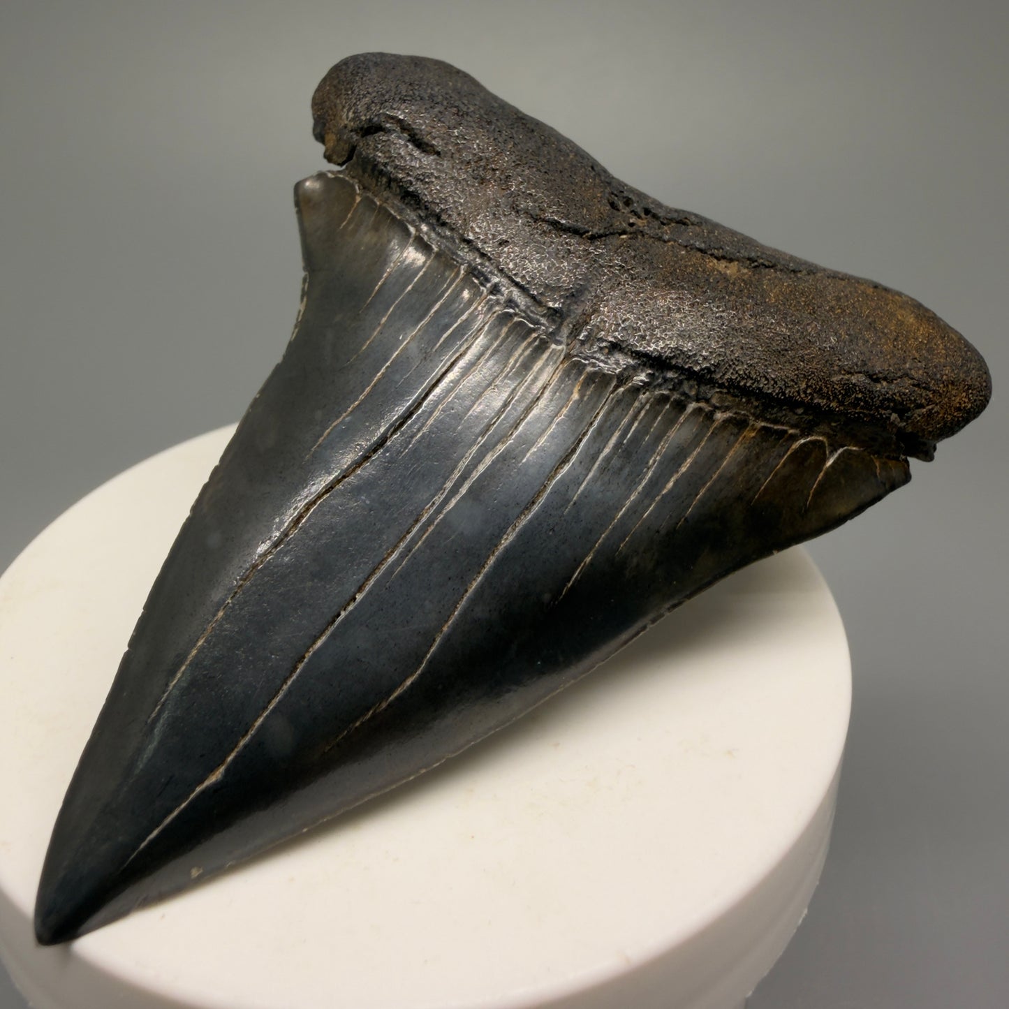 HUGE, XL 3.00" Fossil Extinct Mako - Isurus hastalis Shark Tooth from South Carolina