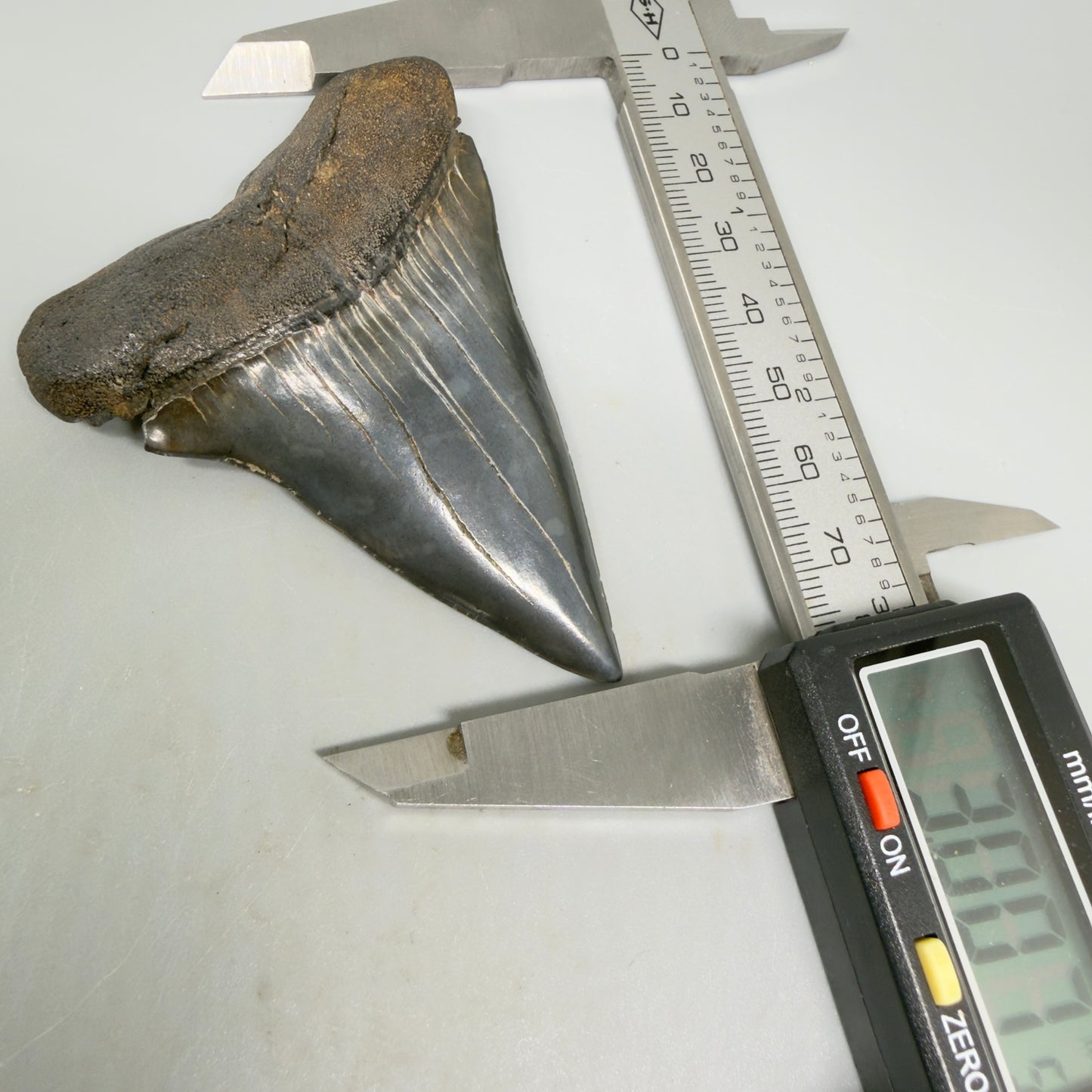 HUGE, XL 3.00" Fossil Extinct Mako - Isurus hastalis Shark Tooth from South Carolina