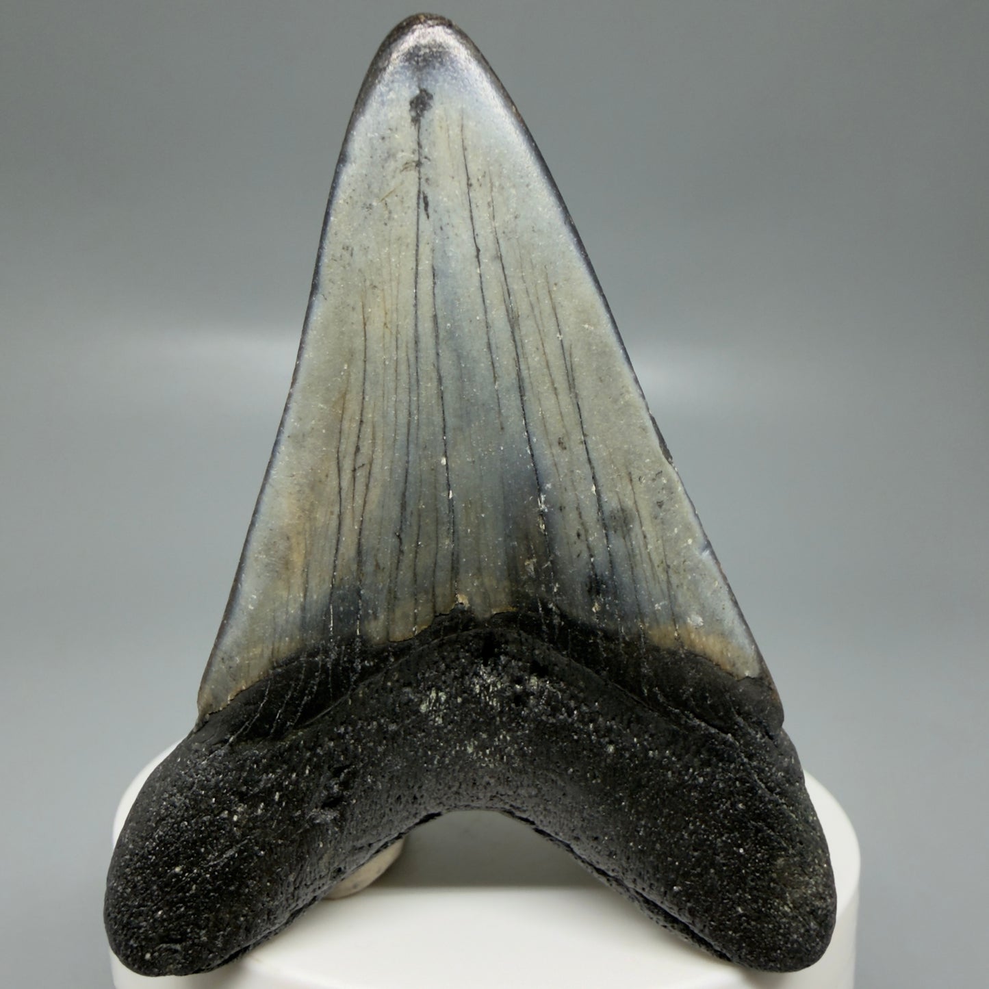 Back View Colorful 2.77" Fossil Megalodon Tooth - Authentic Carcharocles megalodon Fossil from North Carolina CM6188