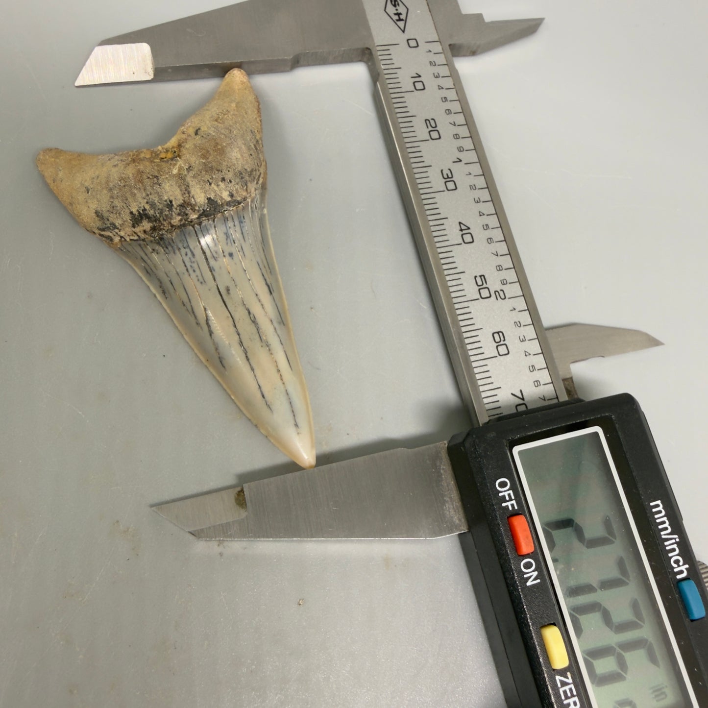 Beautiful colors and prints, Large lower 2.72" Fossil Extinct Mako - Isurus hastalis Shark Tooth - Bakersfield, CA M590 - Front in calipers