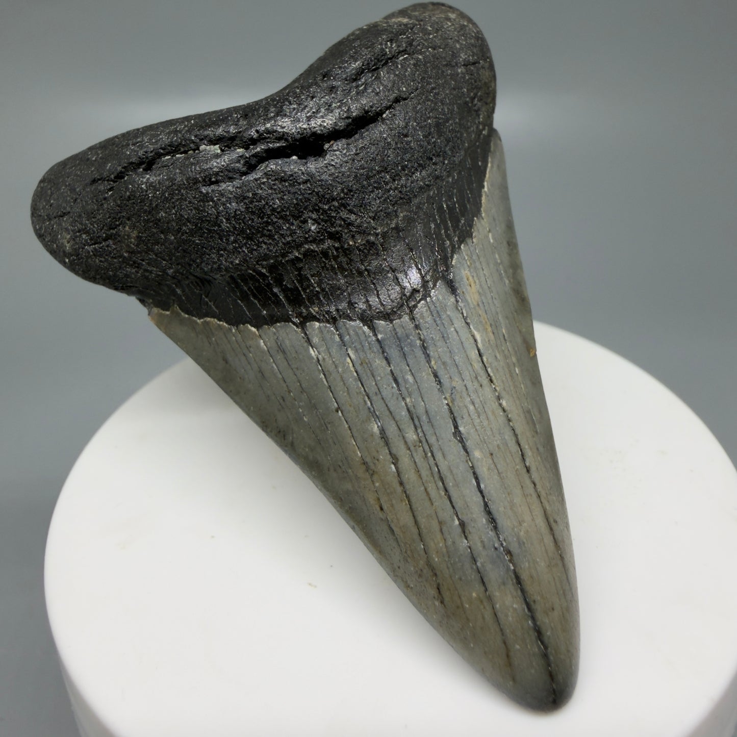 Front Left View Colorful 2.77" Fossil Megalodon Tooth - Authentic Carcharocles megalodon Fossil from North Carolina CM6188