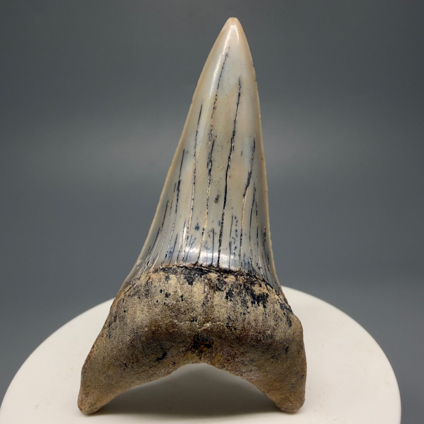Beautiful colors and prints, Large lower 2.72" Fossil Extinct Mako - Isurus hastalis Shark Tooth - Bakersfield, CA M590 - Front 1