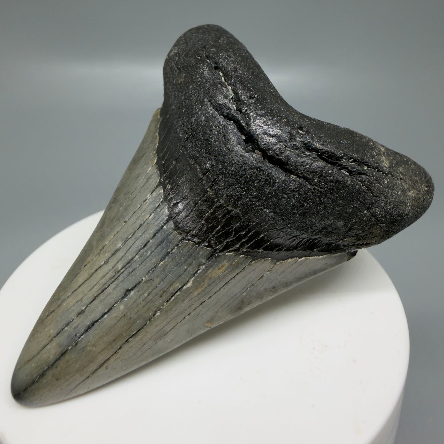 Front Right View Colorful 2.77" Fossil Megalodon Tooth - Authentic Carcharocles megalodon Fossil from North Carolina CM6188