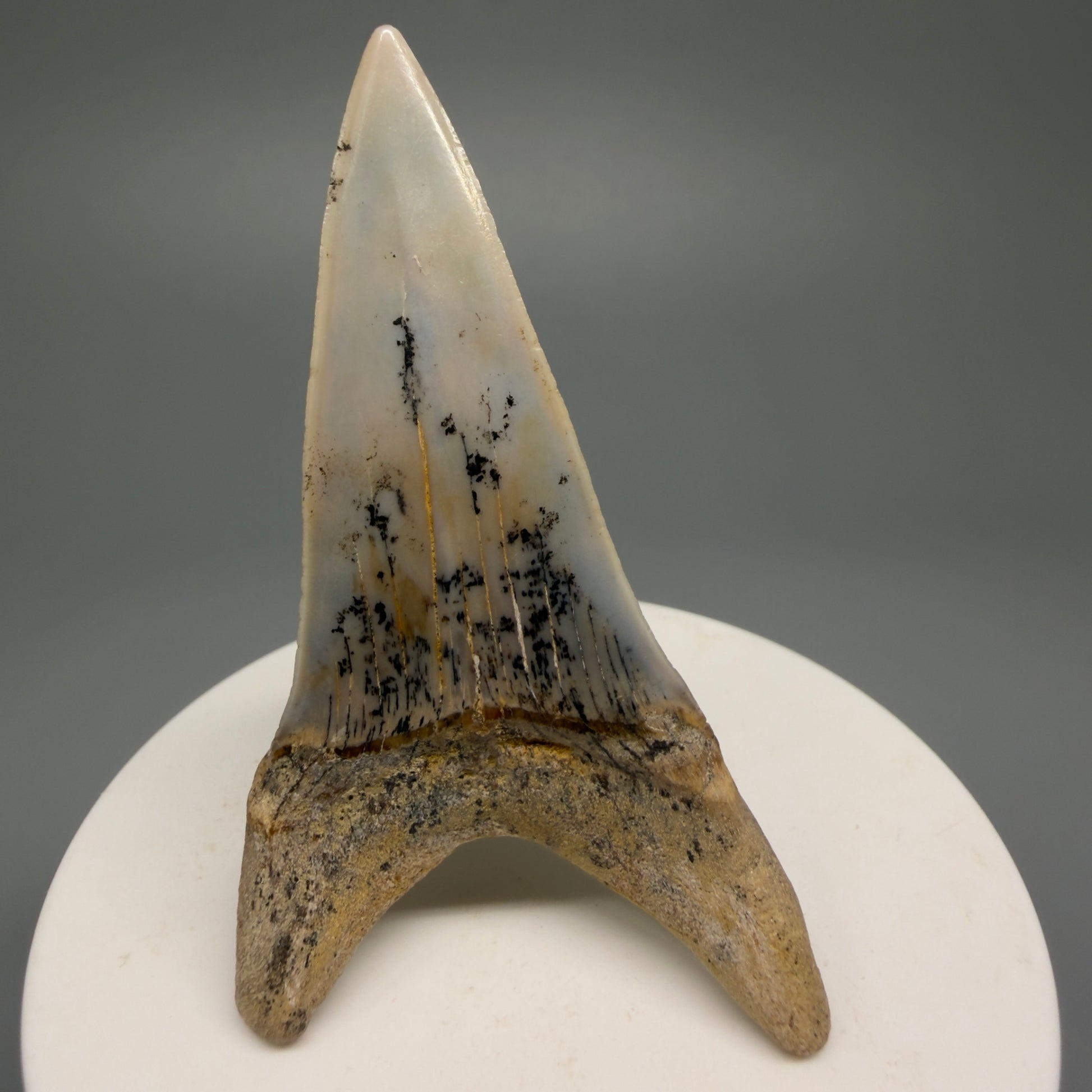 Beautiful colors and prints, Large lower 2.72" Fossil Extinct Mako - Isurus hastalis Shark Tooth - Bakersfield, CA M590 - Back