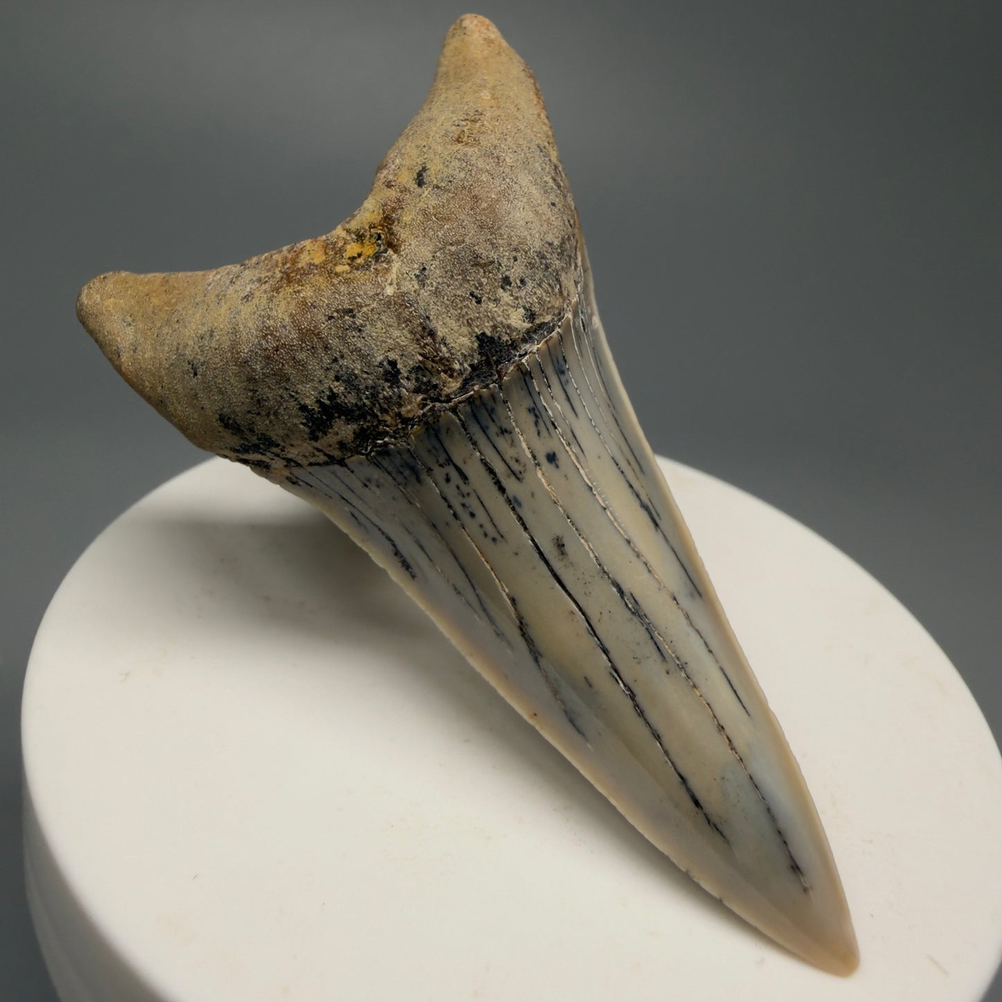 Beautiful colors and prints, Large lower 2.72" Fossil Extinct Mako - Isurus hastalis Shark Tooth - Bakersfield, CA M590 - Front Left