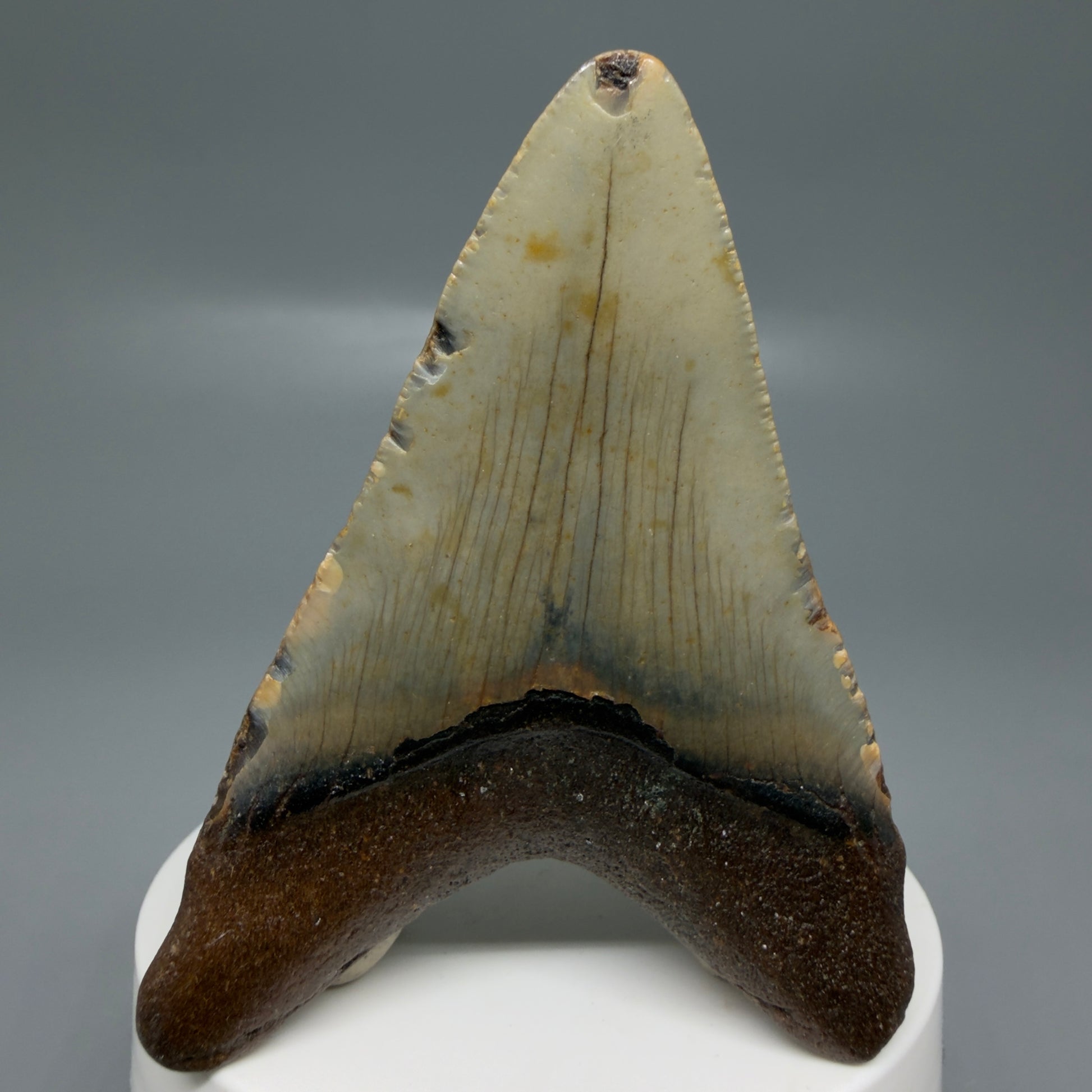Back View Colorful 2.95" Fossil Megalodon Tooth - Authentic Carcharocles megalodon Fossil from North Carolina CM6189