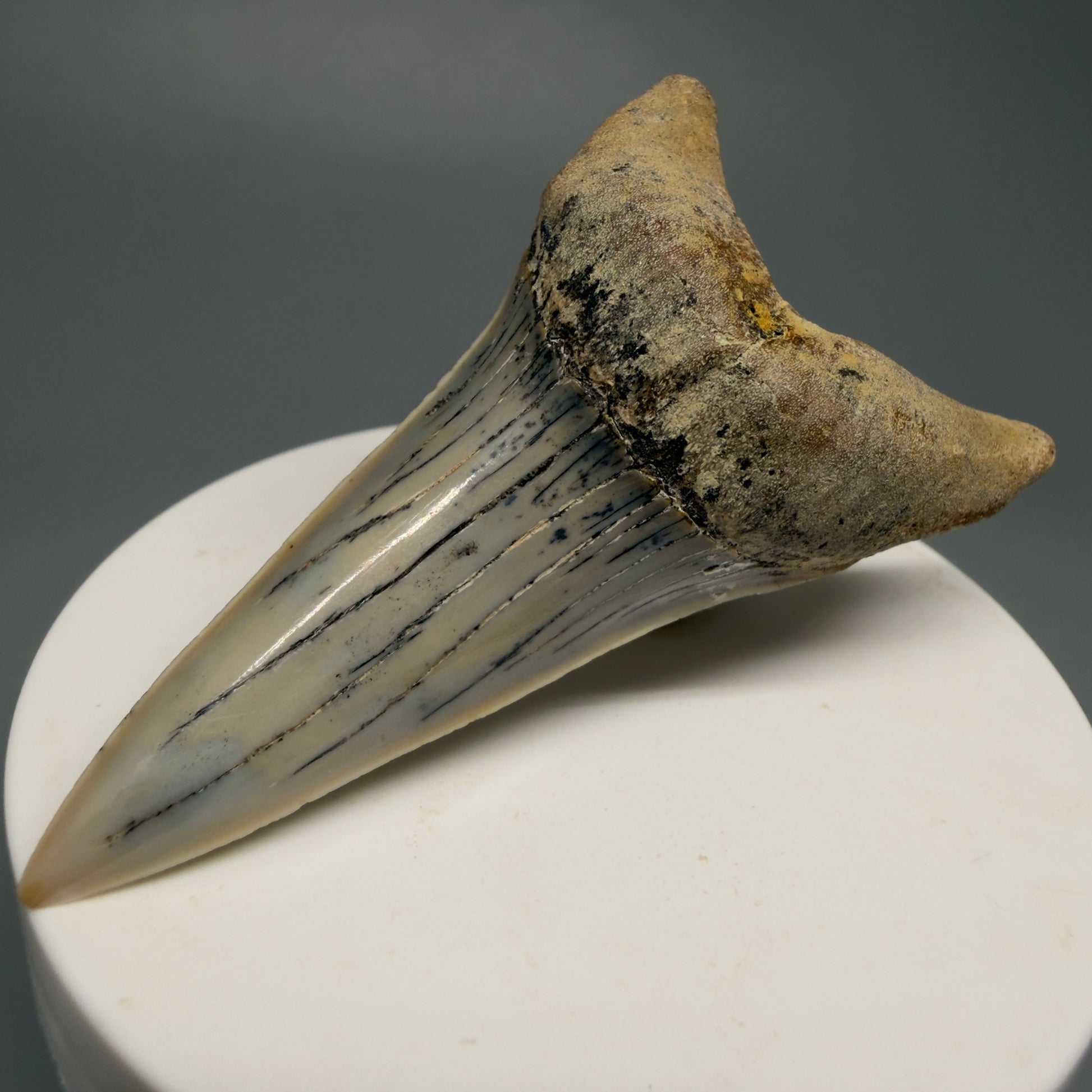 Beautiful colors and prints, Large lower 2.72" Fossil Extinct Mako - Isurus hastalis Shark Tooth - Bakersfield, CA M590 - Front Right