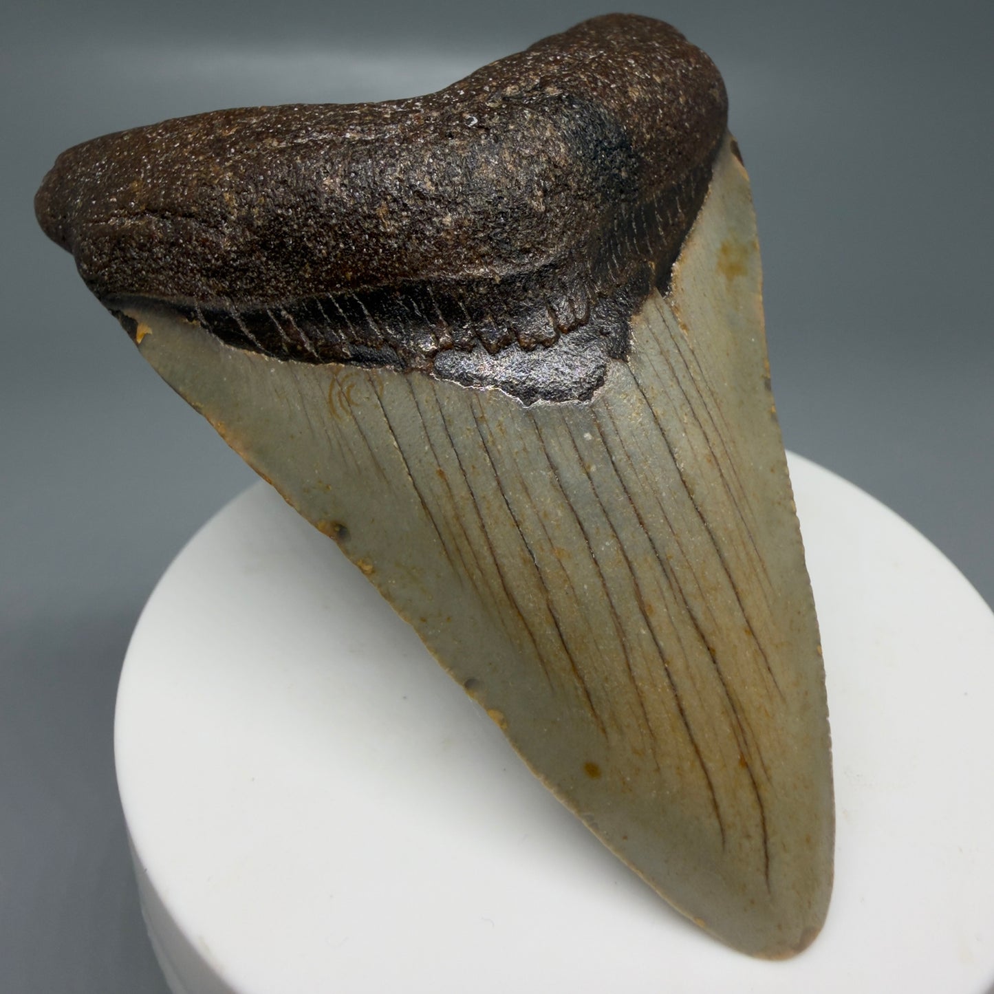 Front Left View Colorful 2.95" Fossil Megalodon Tooth - Authentic Carcharocles megalodon Fossil from North Carolina CM6189