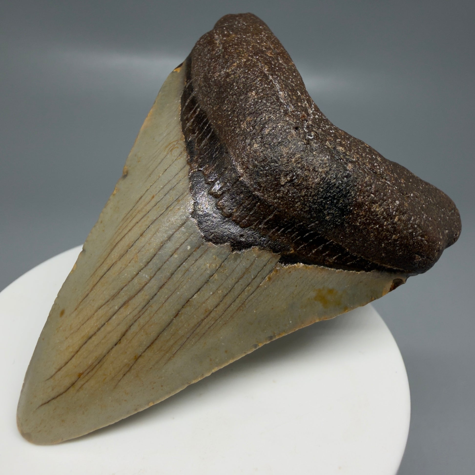 Front Right View Colorful 2.95" Fossil Megalodon Tooth - Authentic Carcharocles megalodon Fossil from North Carolina CM6189
