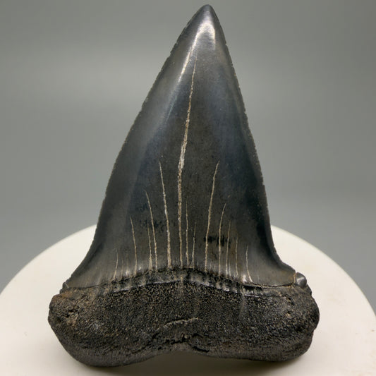 Colorful 2.32" Fossil Extinct Mako - Isurus hastalis Shark Tooth from South Carolina