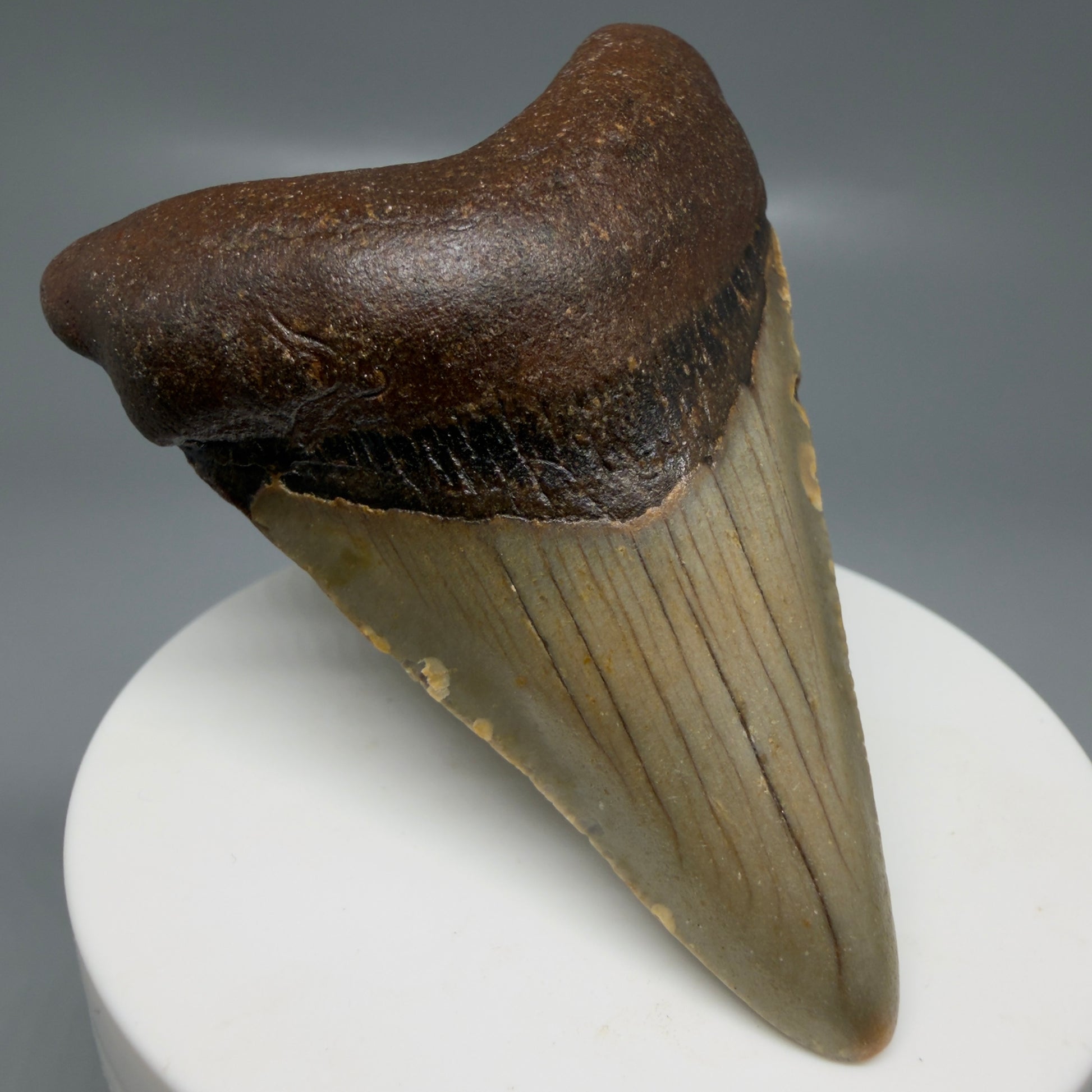 Front Left View Colorful 2.87" Fossil Megalodon Tooth - Authentic Carcharocles megalodon Fossil from North Carolina CM6186
