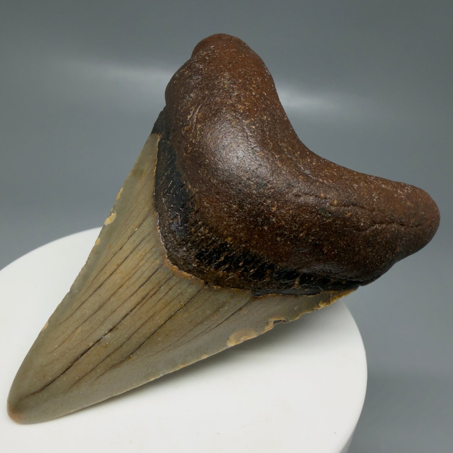 Front Right View Colorful 2.87" Fossil Megalodon Tooth - Authentic Carcharocles megalodon Fossil from North Carolina CM6186