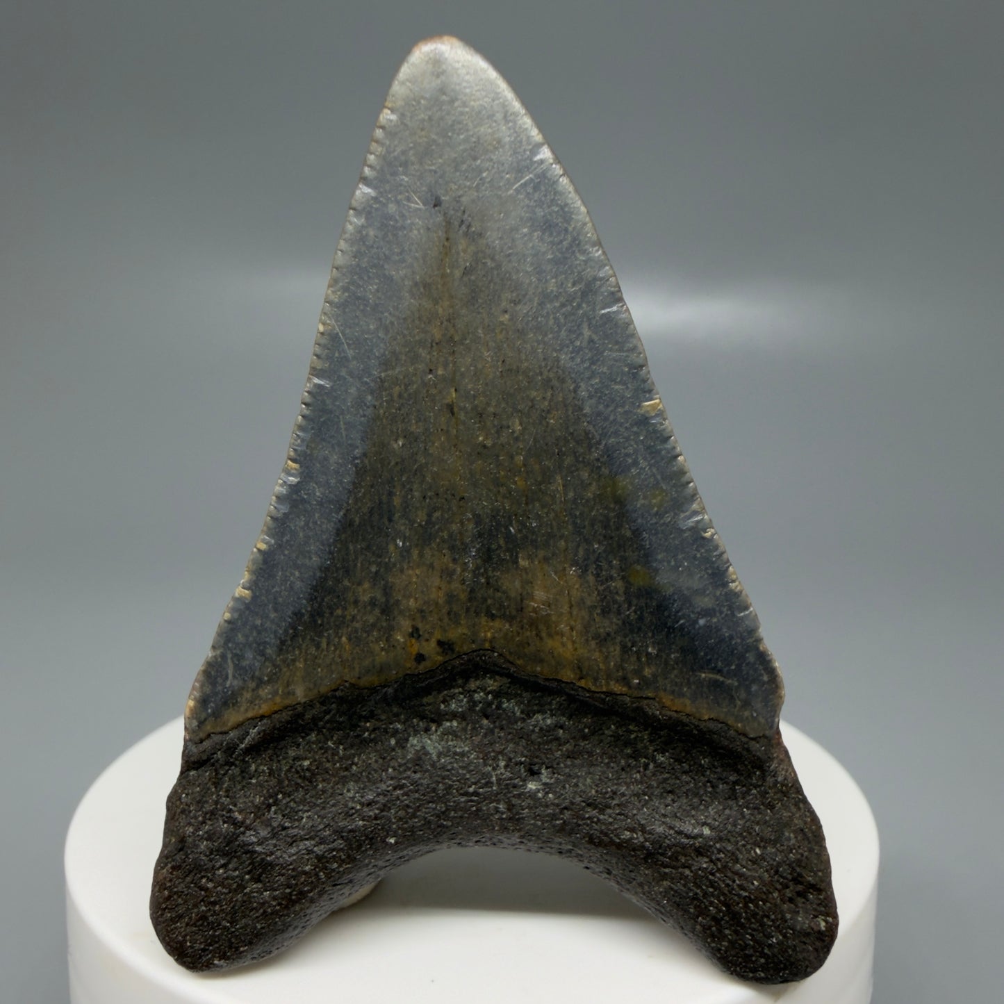 Back View Colorful 2.46" Fossil Megalodon Tooth - Authentic Carcharocles megalodon Fossil from North Carolina CM6183
